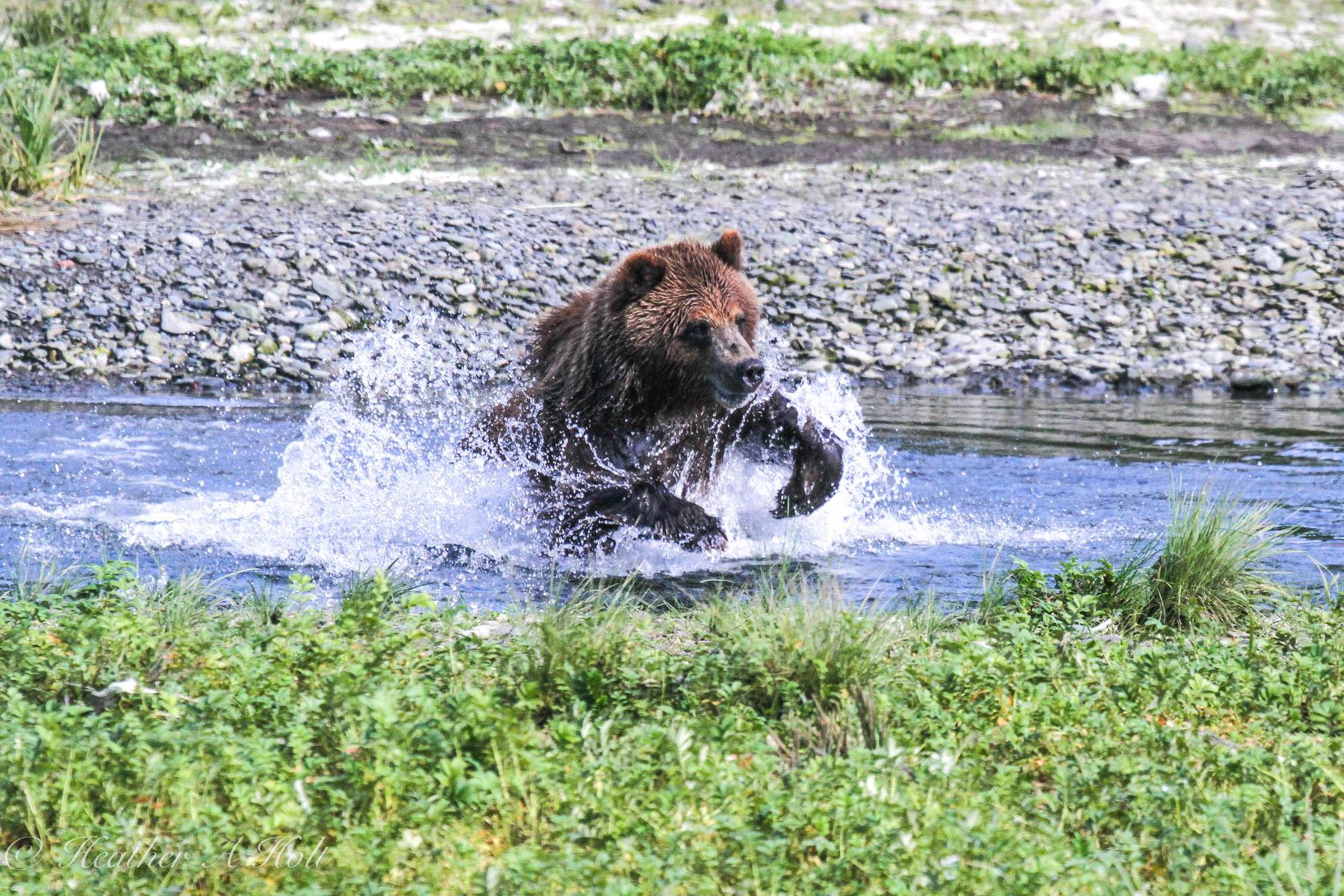 Private Tongass Grizzly Bear Viewing by Floatplane