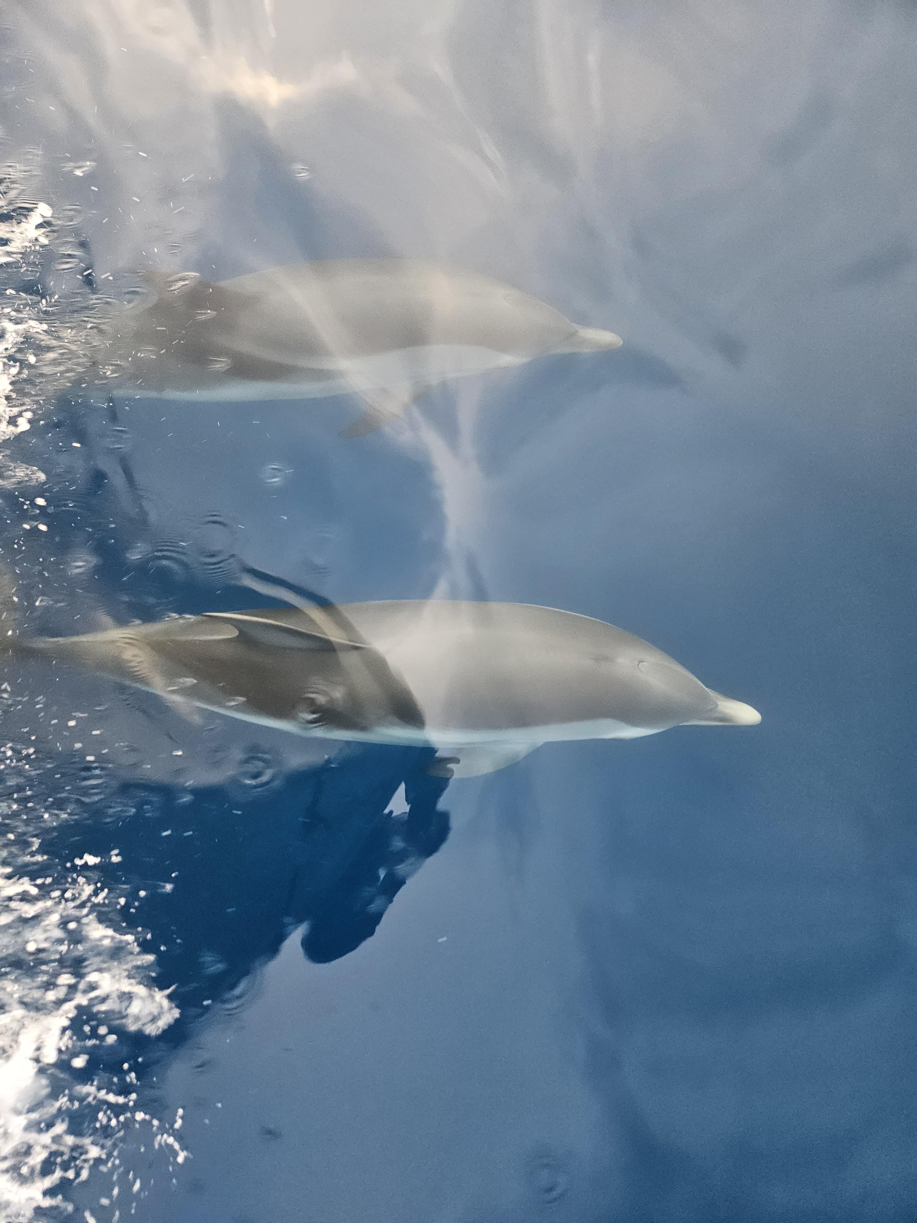 Private Dolphin Watching Boat Tour from Taormina