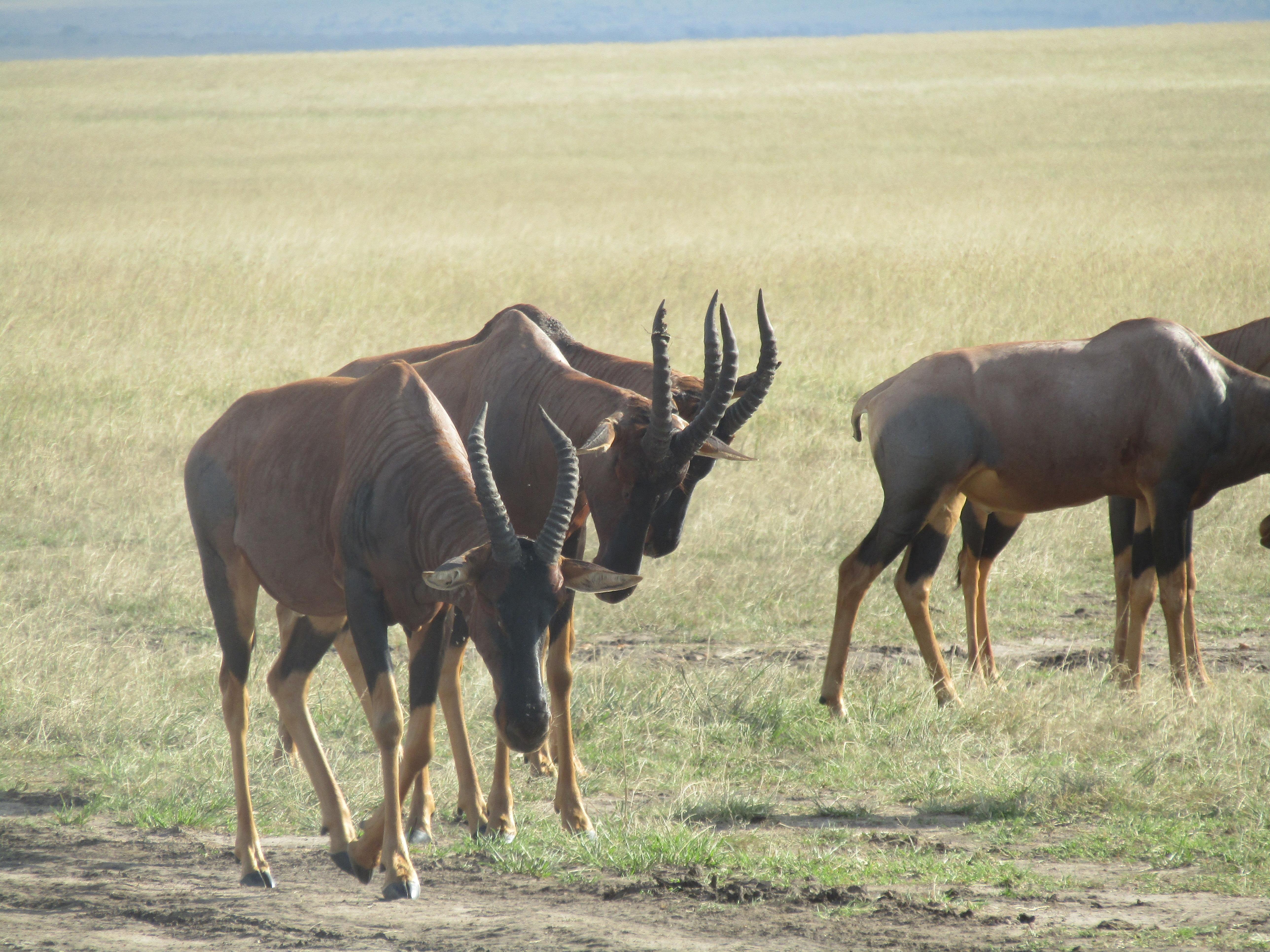 3-Day Masai Mara Safari Adventure from Nairobi
