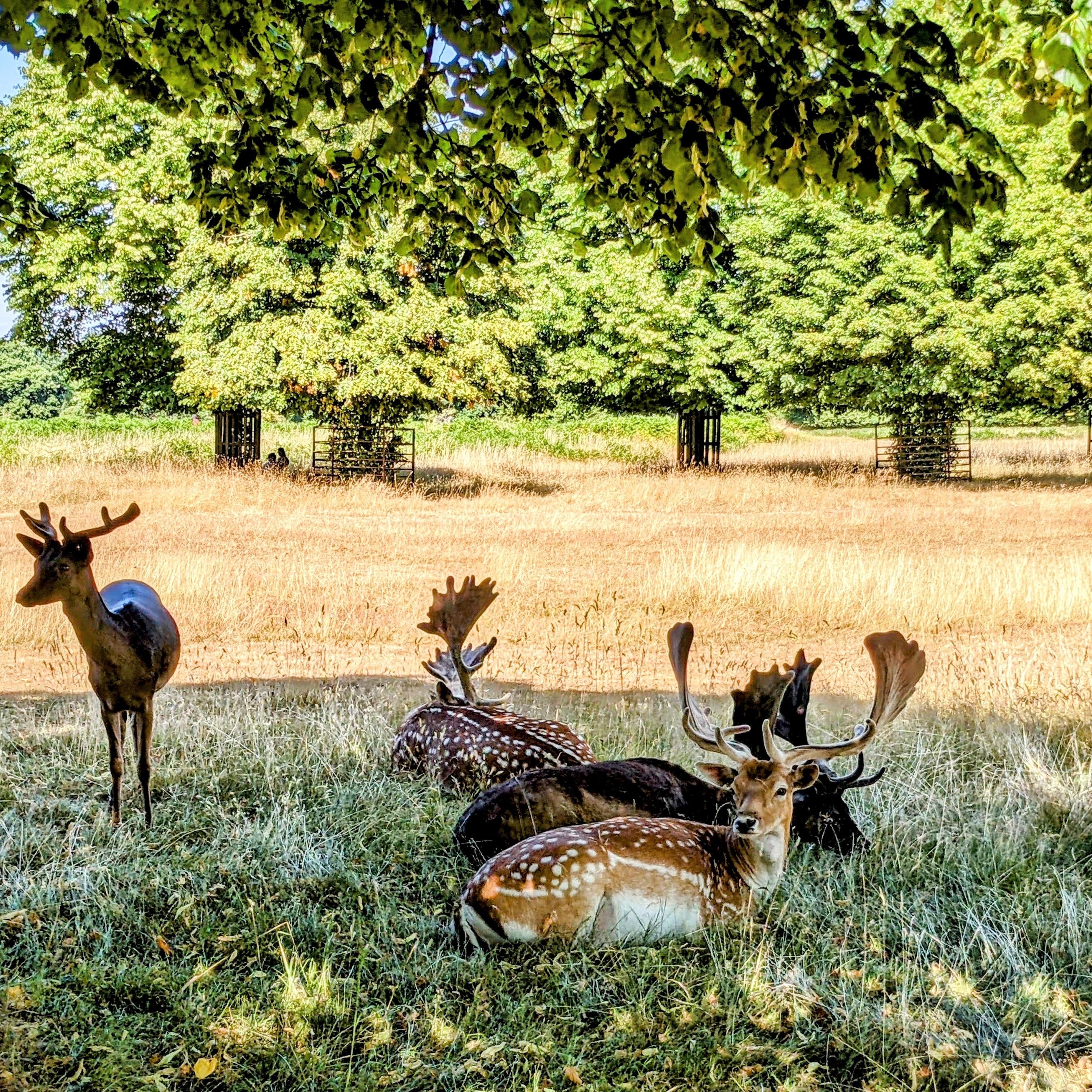 London Royal Deer Park & Thames Cycling Adventure
