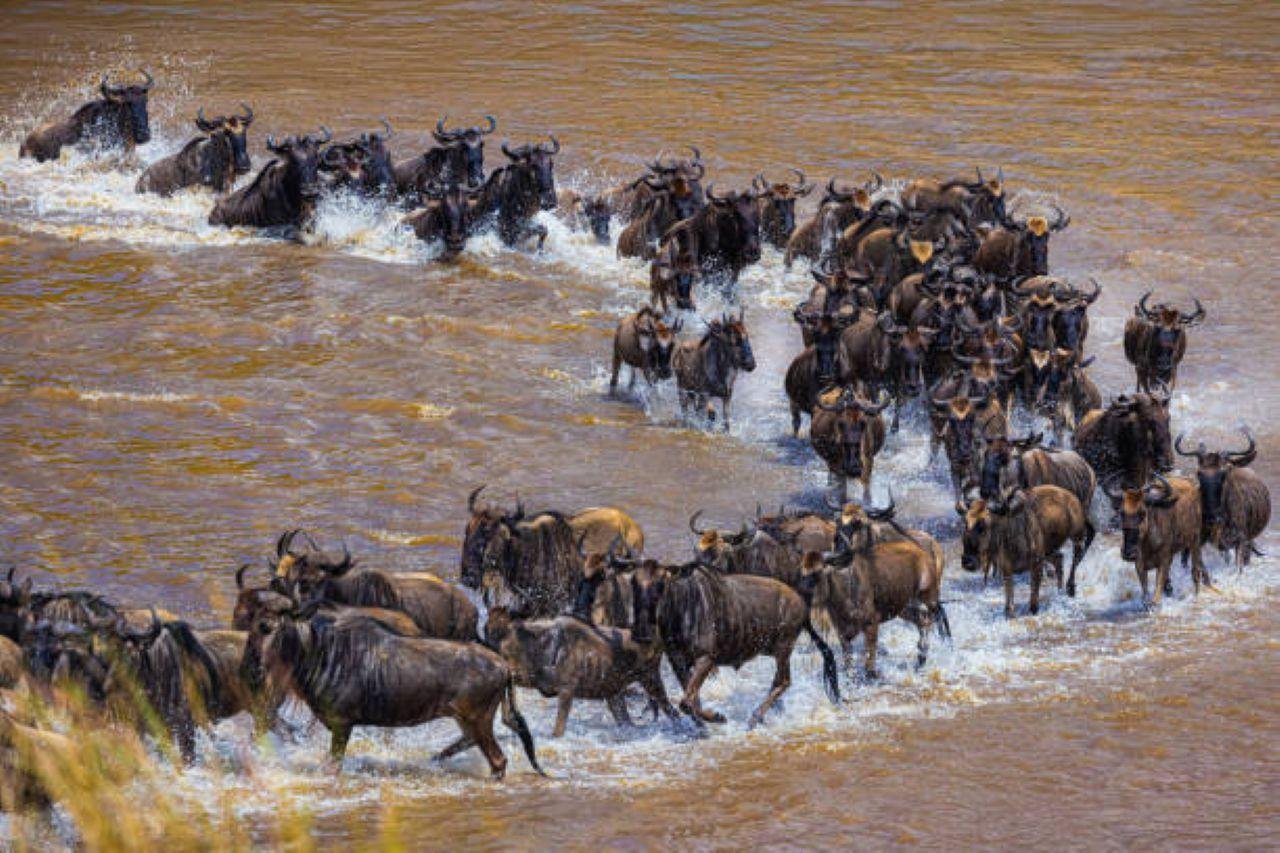 3-Day Maasai Mara Shared Jeep Safari from Nairobi