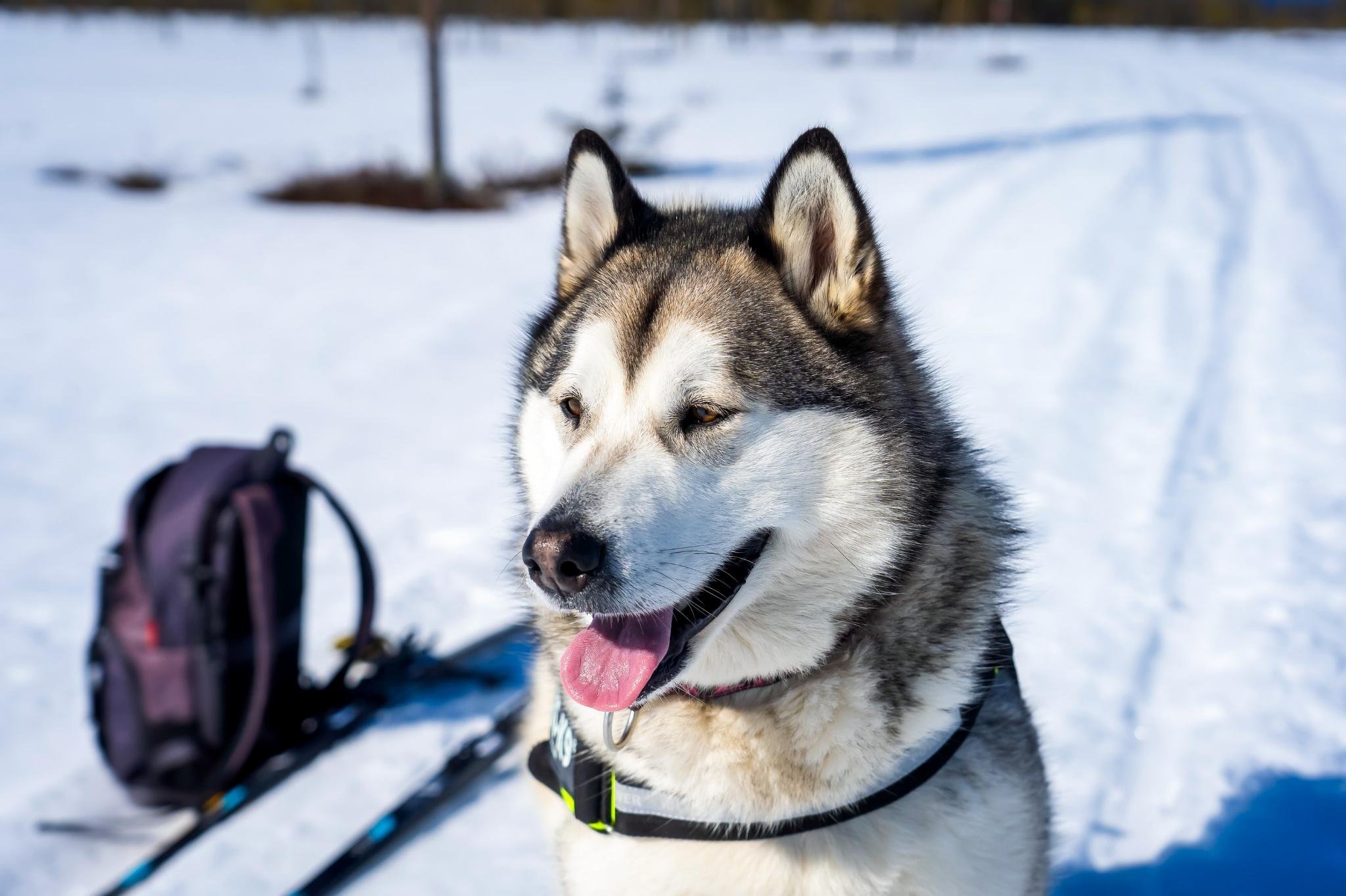 Rovaniemi Husky Safari: Drive Your Own Team & Lapland BBQ