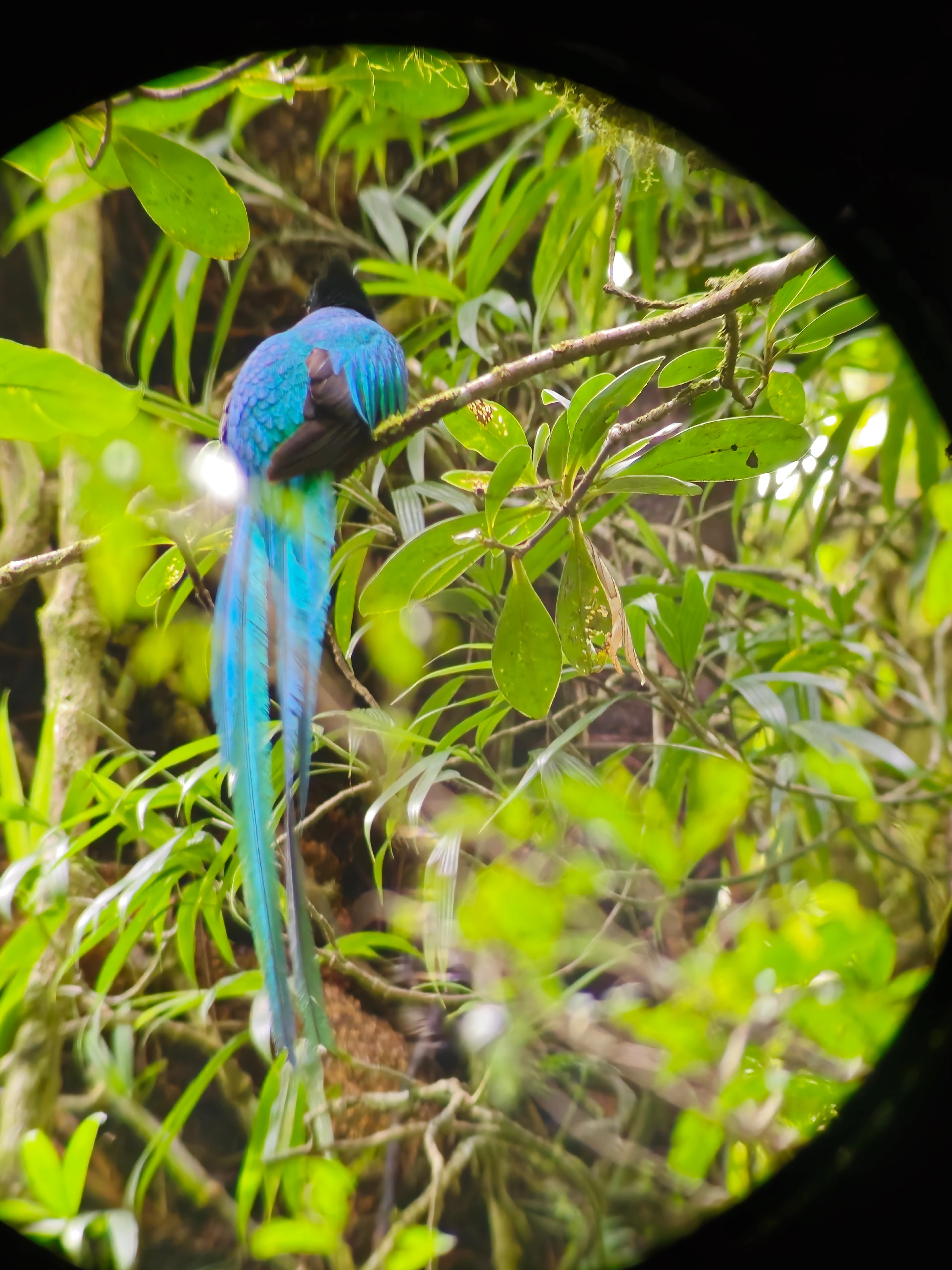 Monteverde Cloud & Transitional Forest Guided Walk