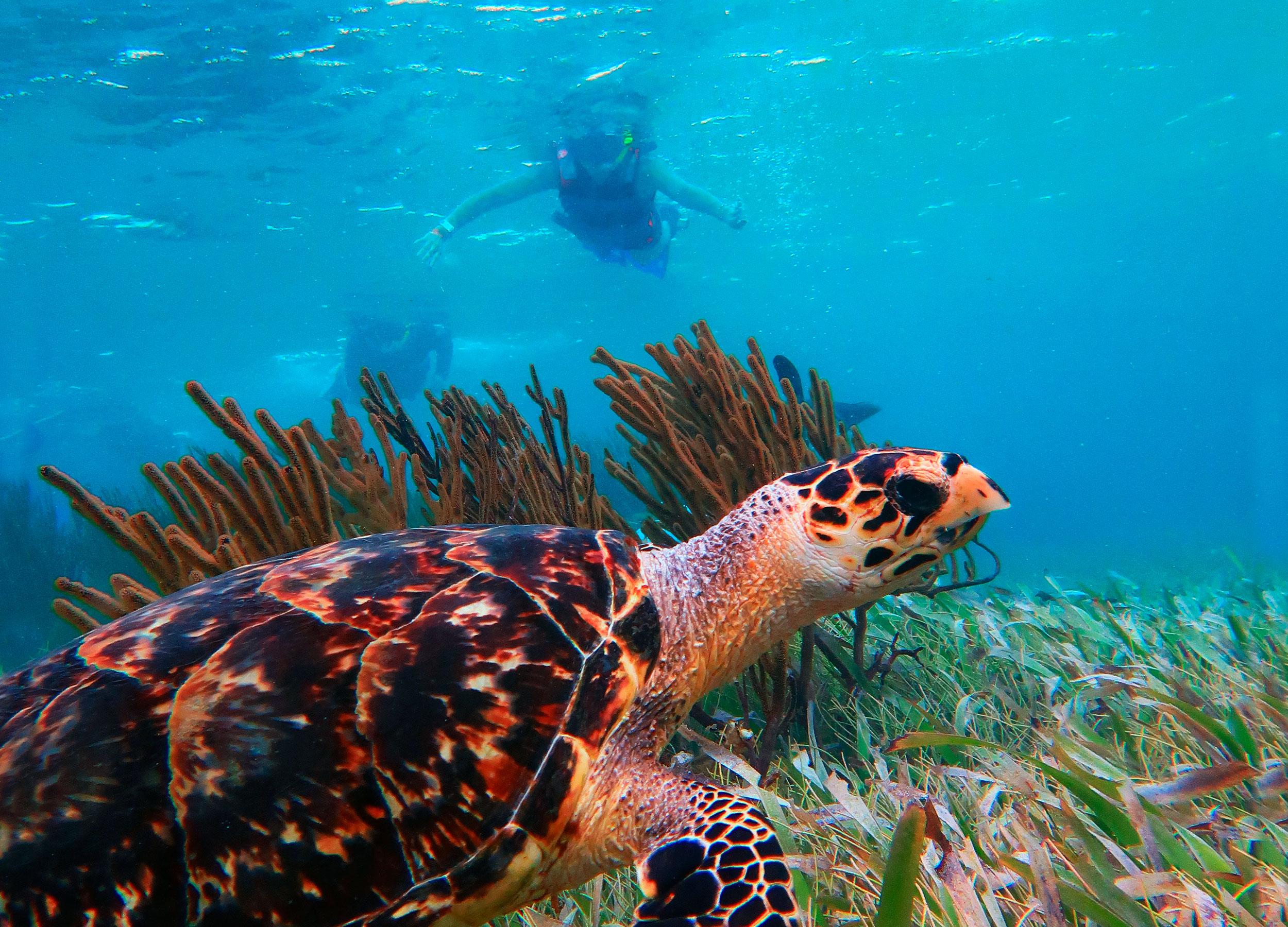 Puerto Morelos: Great Mayan Reef Snorkeling & Beach Lunch
