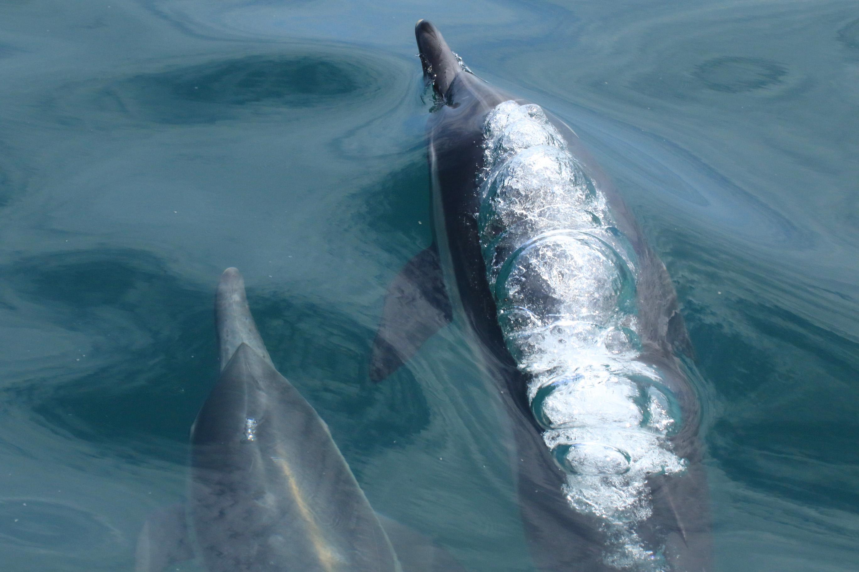 Two dolphins swimming just under the surface