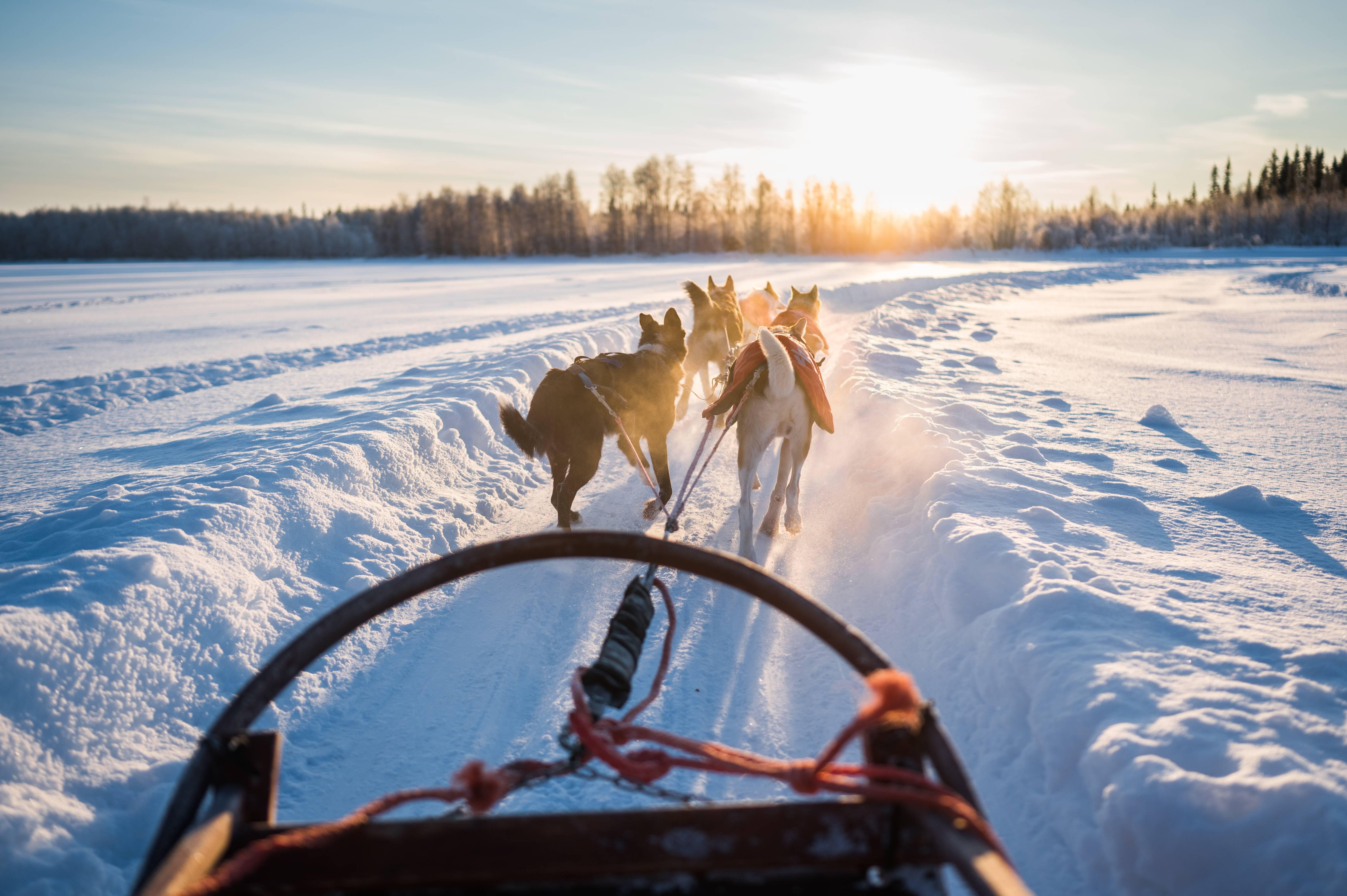 Husky Forest Escape with Hot Drinks