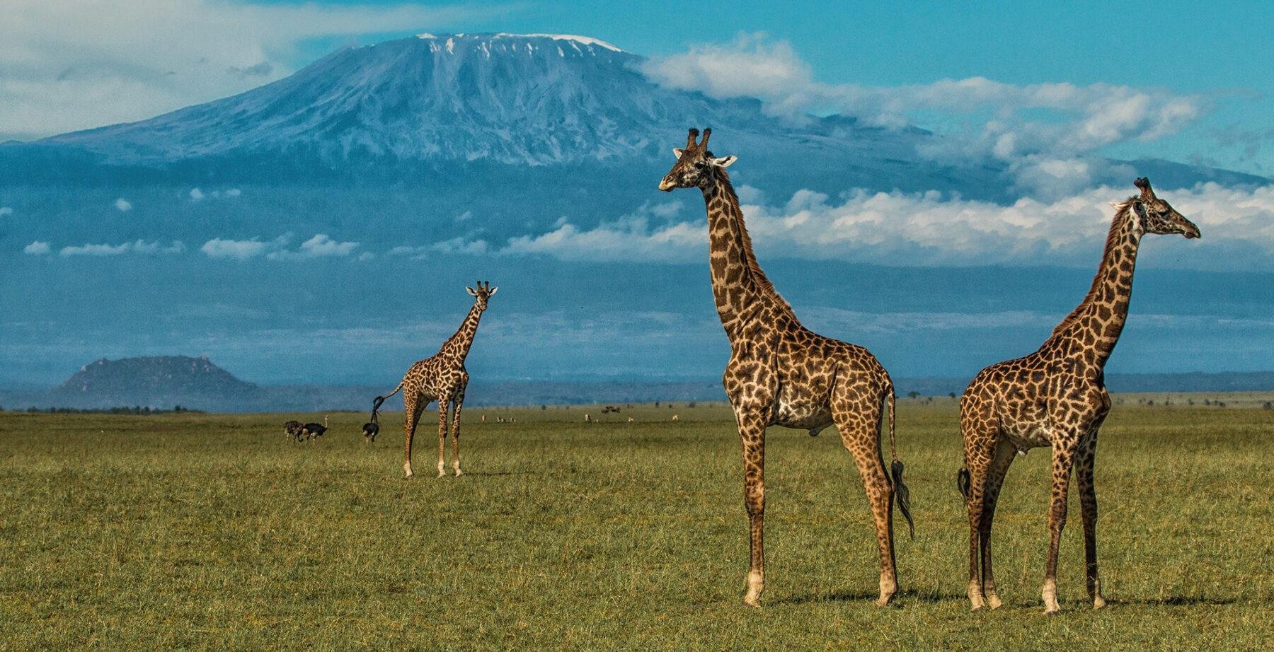 5-Day Private Kenya Safari: Maasai Mara, Nakuru & Naivasha