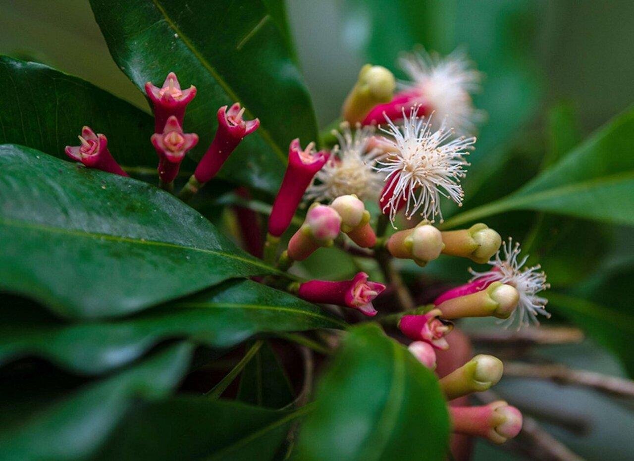 Zanzibar Spice Farm Discovery Tour
