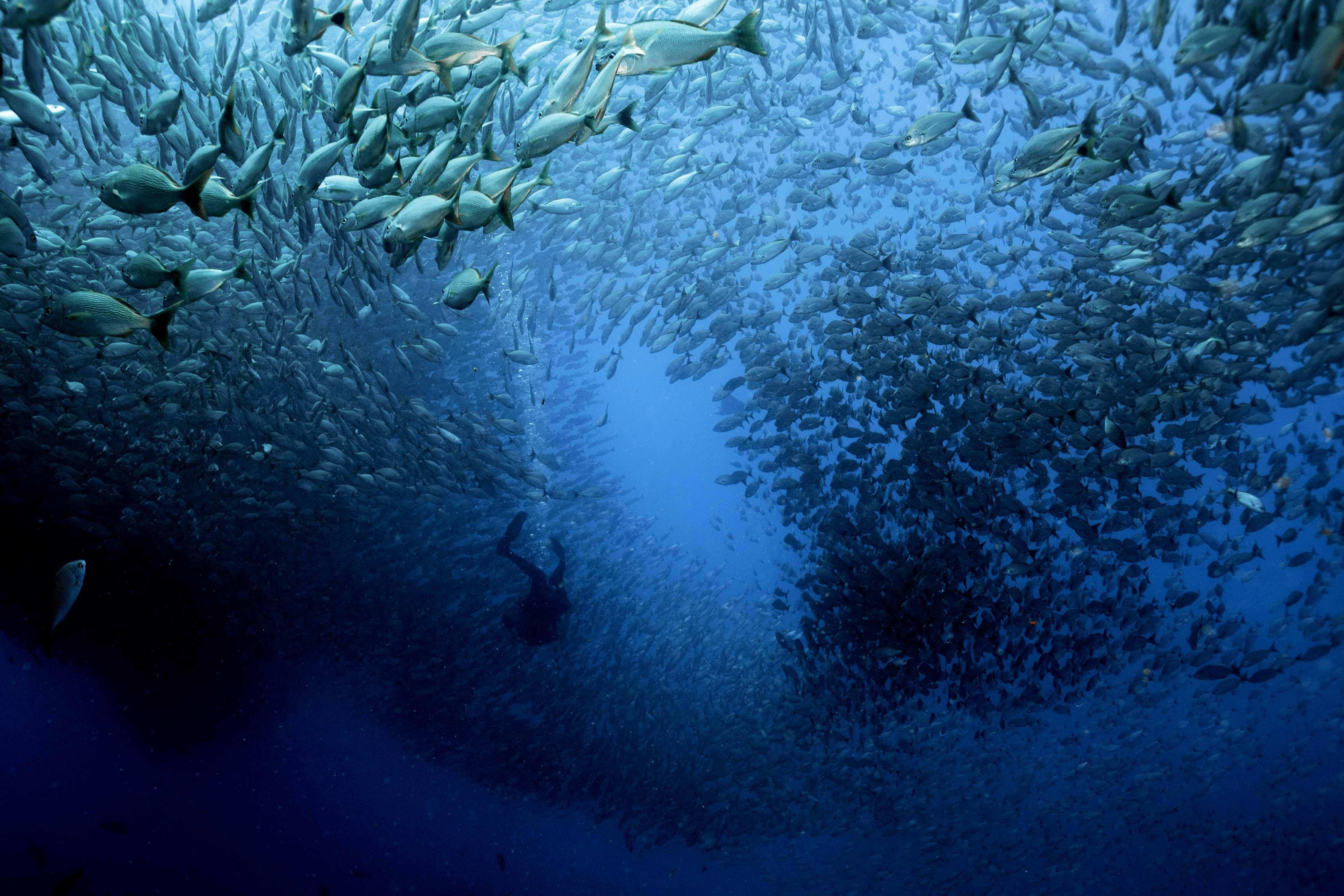Cabo San Lucas Marine Park: Two-Tank Scuba Diving Adventure