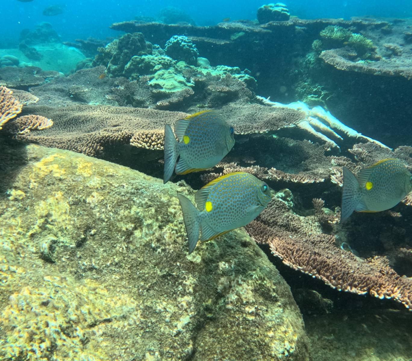 Koh Samui VIP Snorkeling Expedition: Koh Tao & Koh Nang Yuan