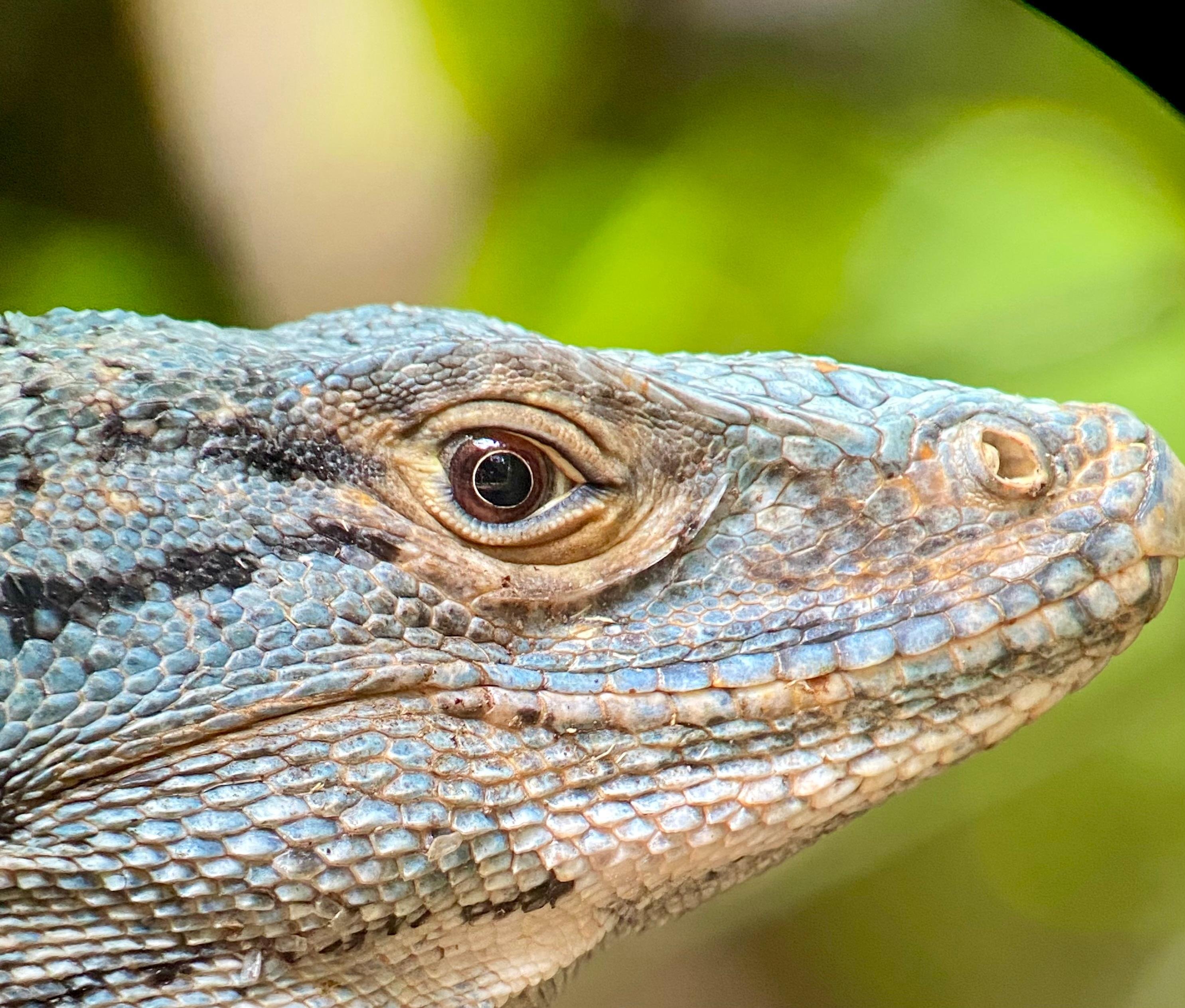 Manuel Antonio National Park: Naturalist-Led Wildlife Walking Tour