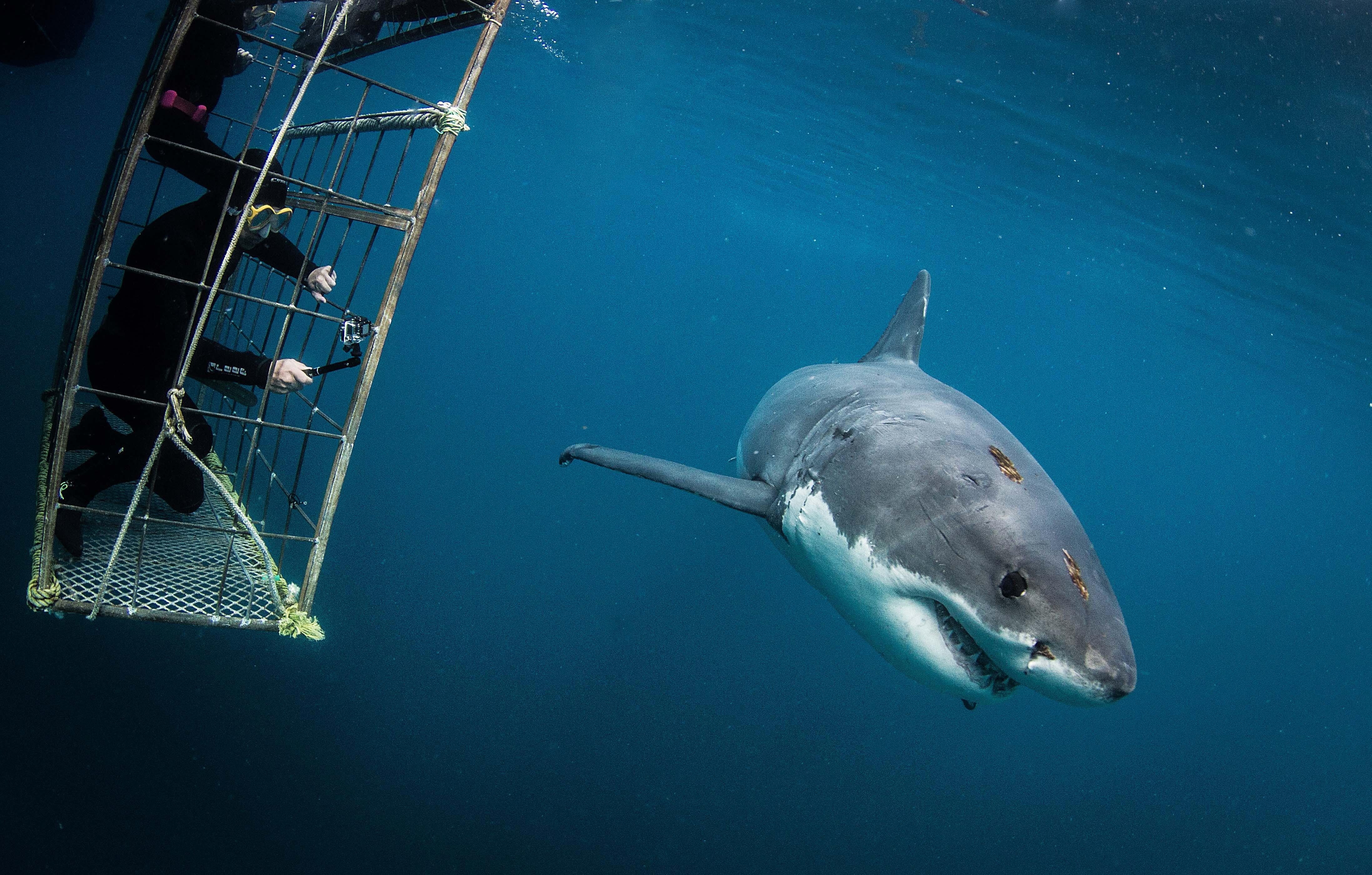 Cape Town Shark Cage Diving Adventure