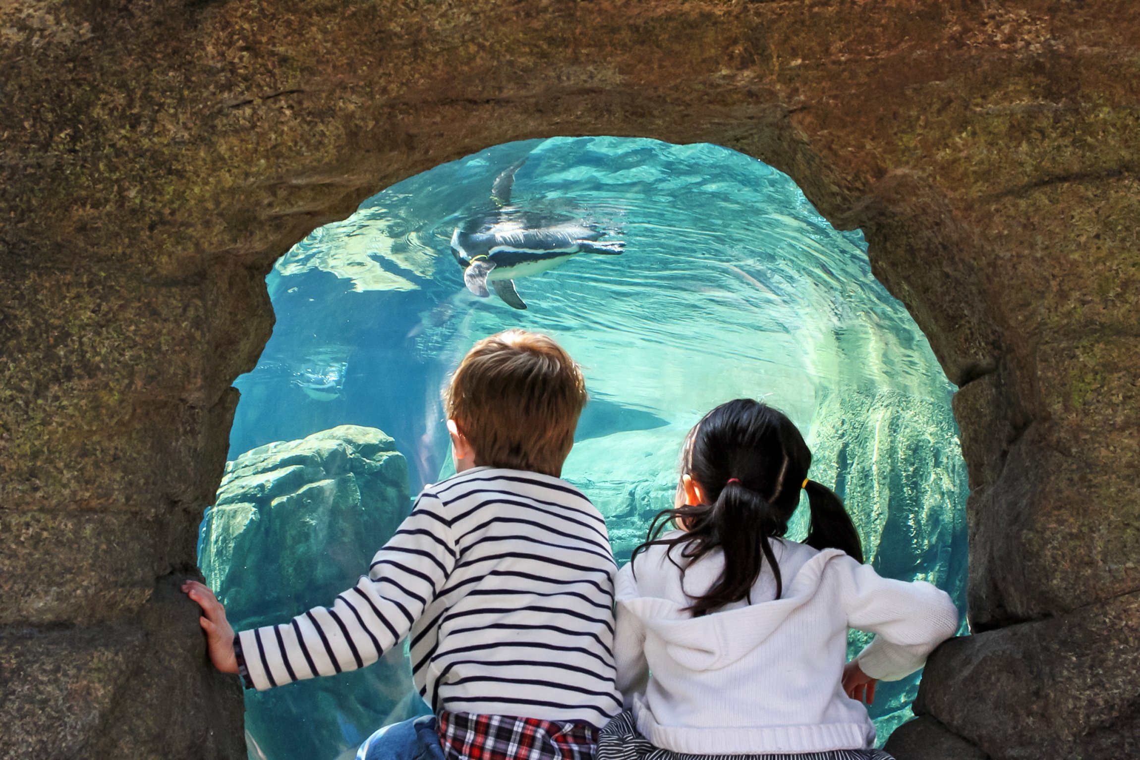 Seattle CityPASS attractions — Space Needle, Seattle Aquarium and the harbor — image 12