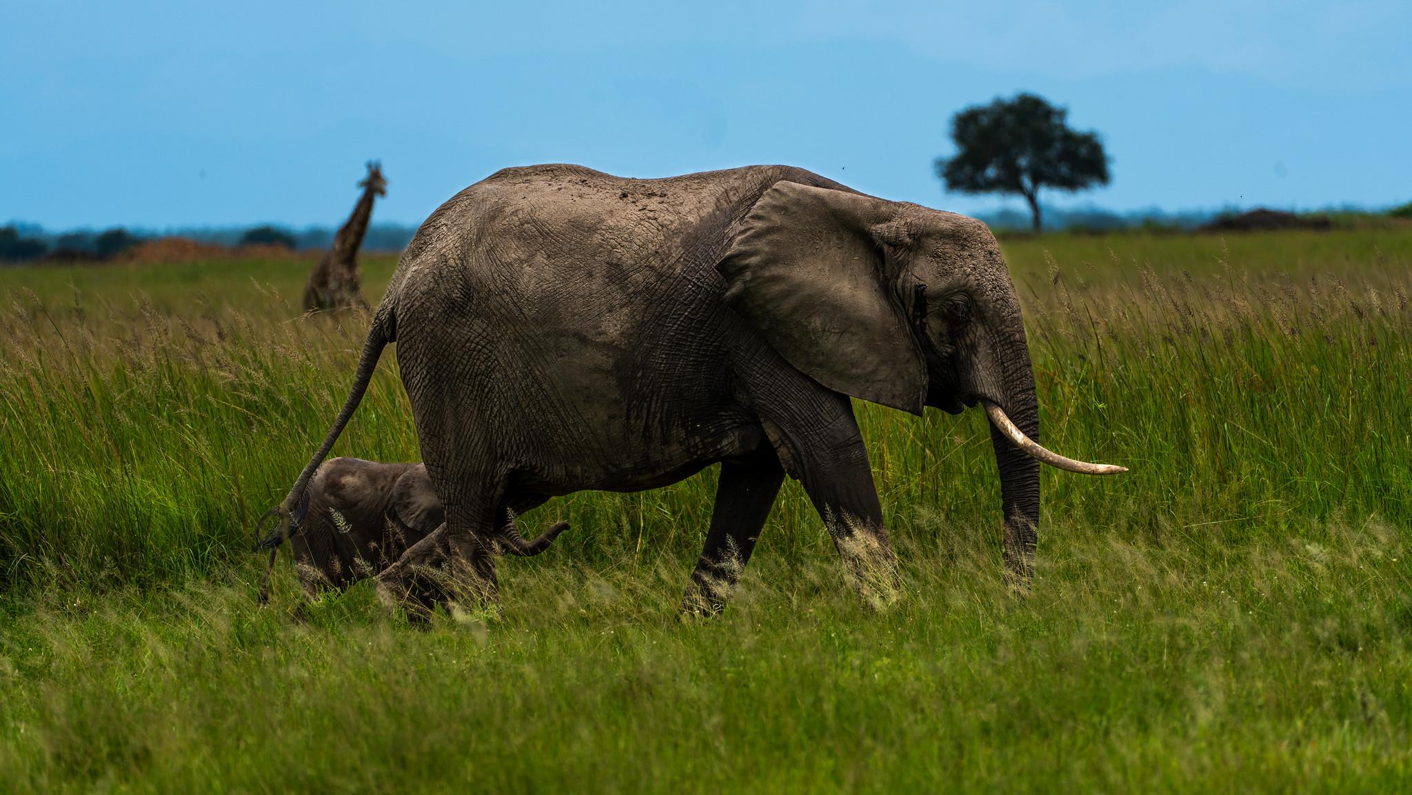 Zanzibar to Mikumi: Fly-In Safari Day Trip with Bush Lunch