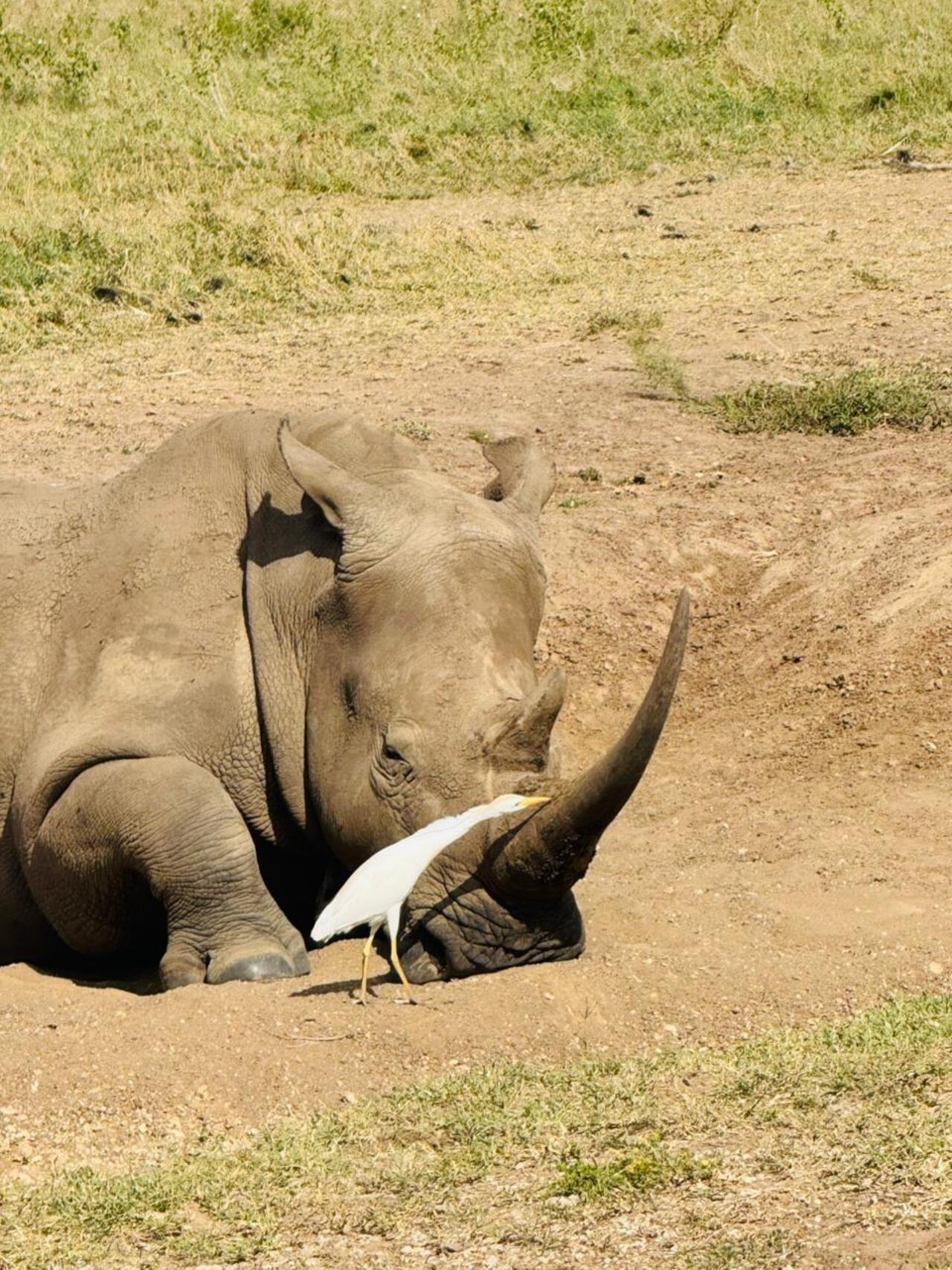 Nairobi National Park 5-Hour 4x4 Wildlife Safari