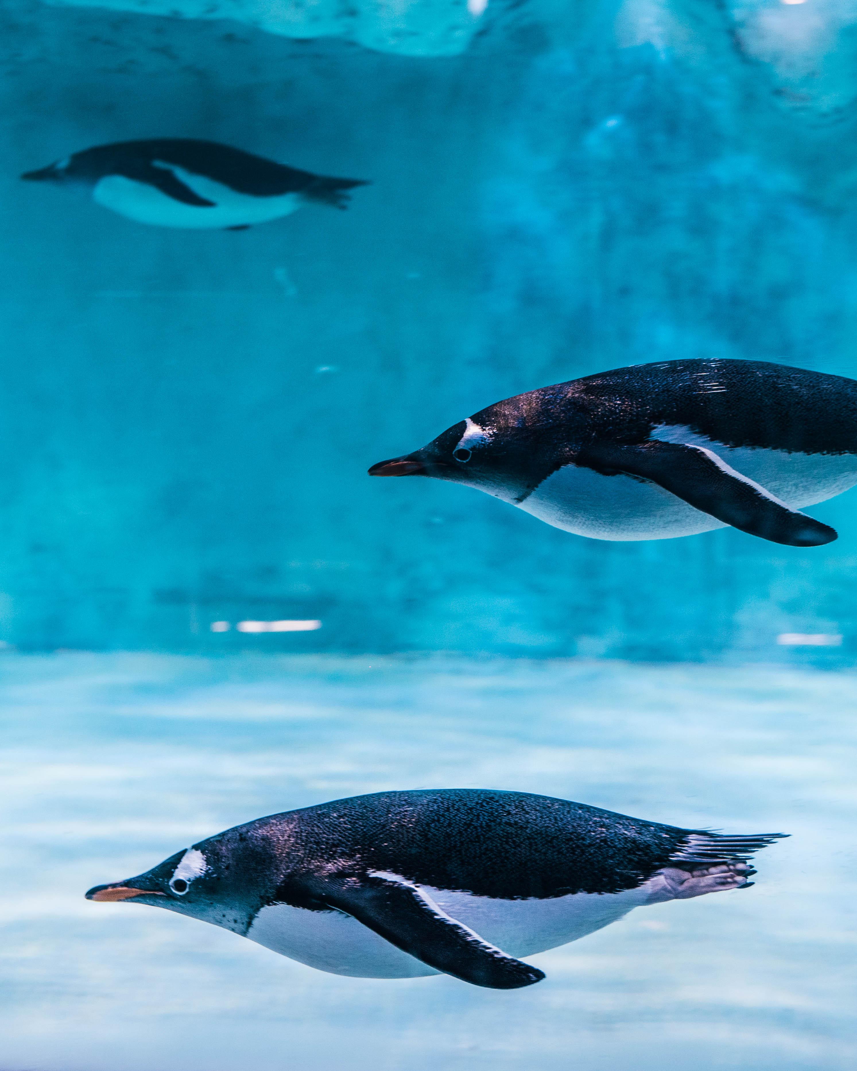 Dubai Aquarium & Underwater Zoo Exploration