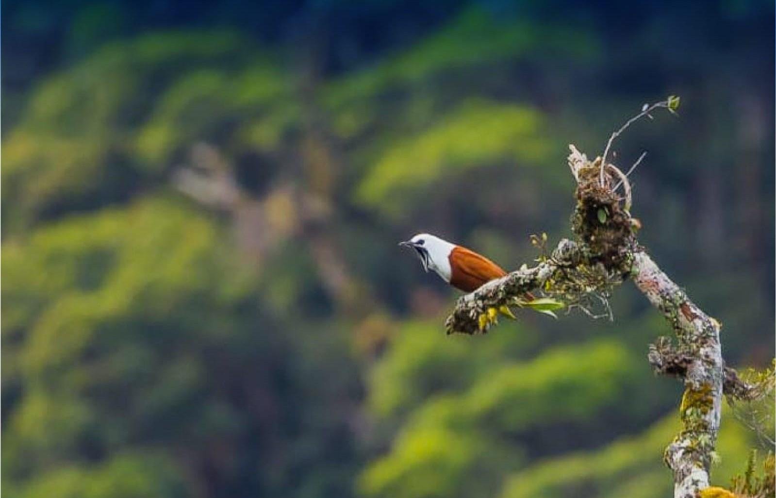 Monteverde Cloud & Transitional Forest Guided Walk