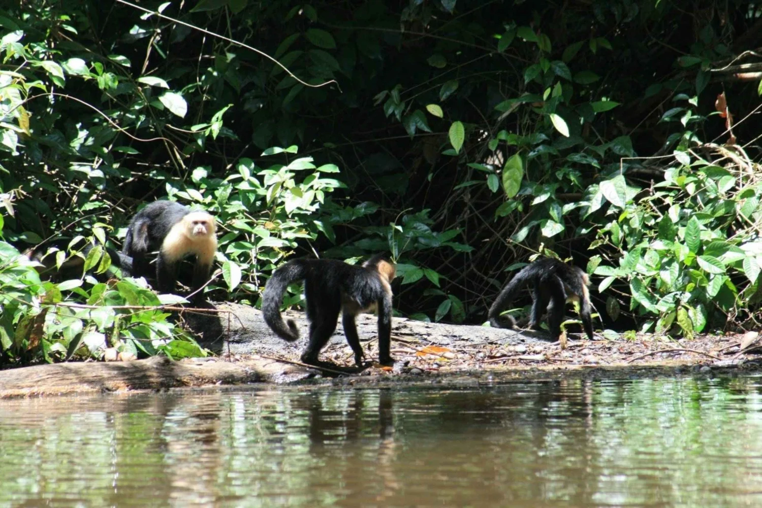 Tortuguero National Park Canoe Wildlife Tour