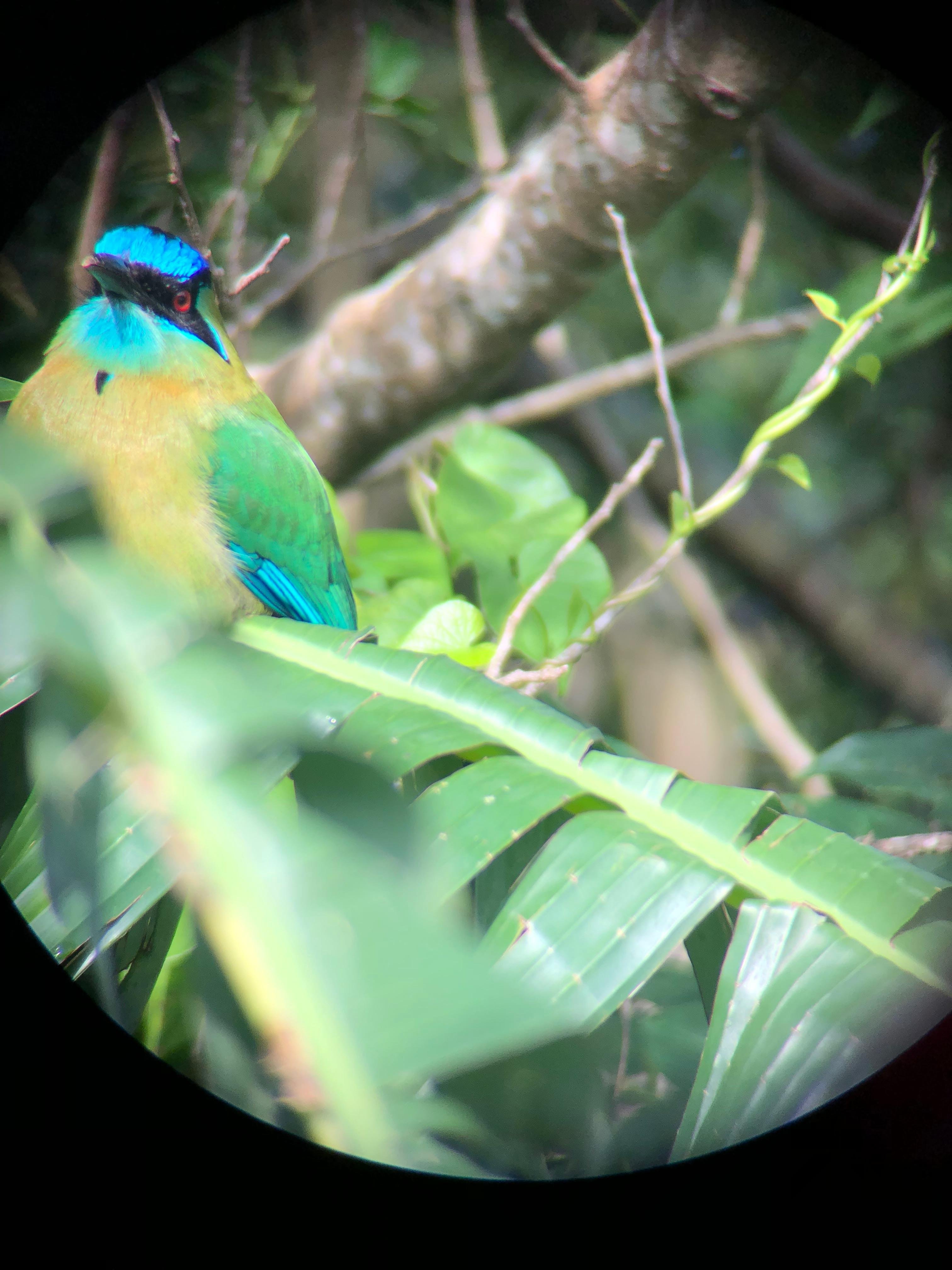 Monteverde Cloud & Transitional Forest Guided Walk