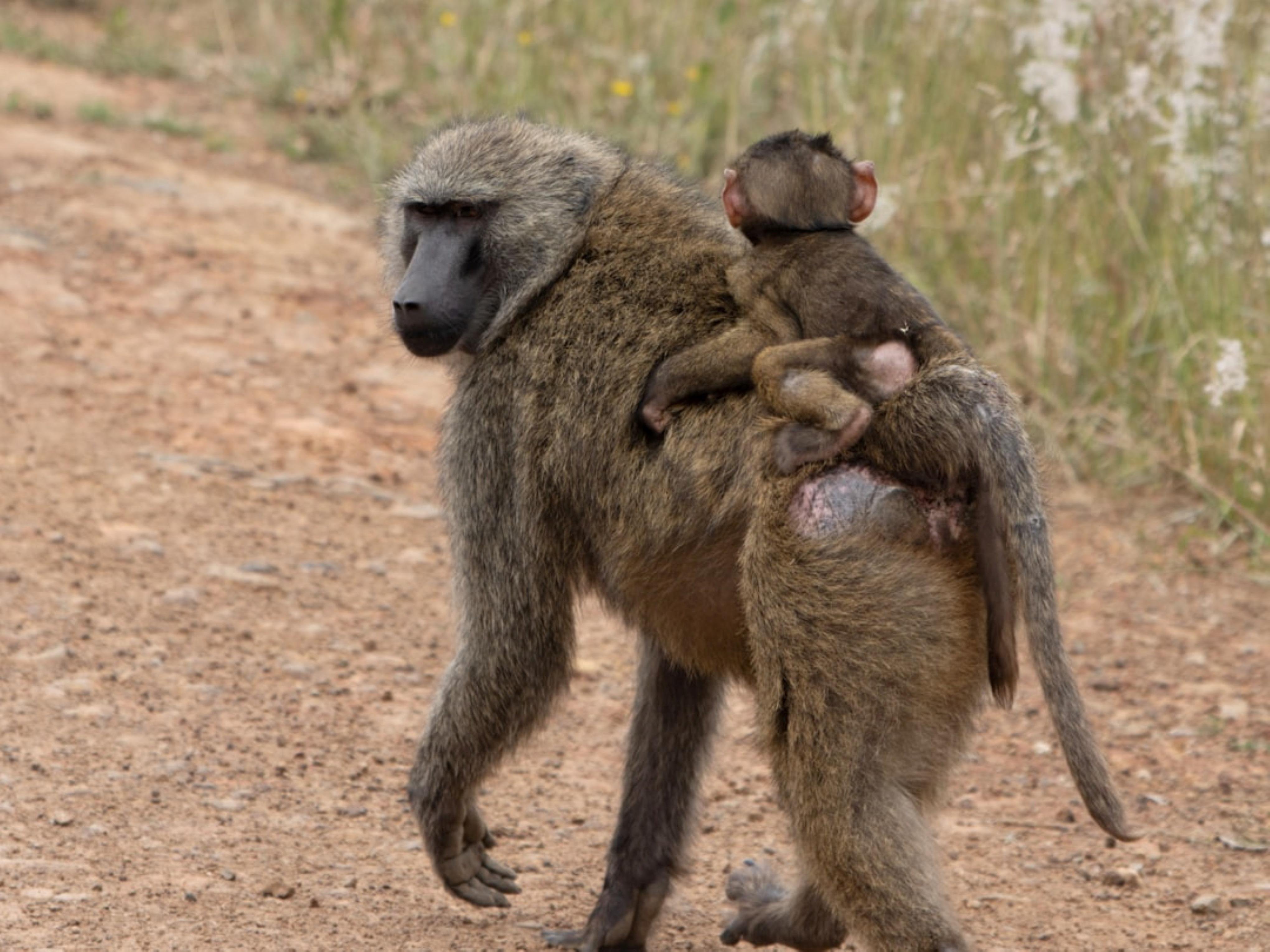 Akagera Big Five Safari with Lake Ihema Boat Trip