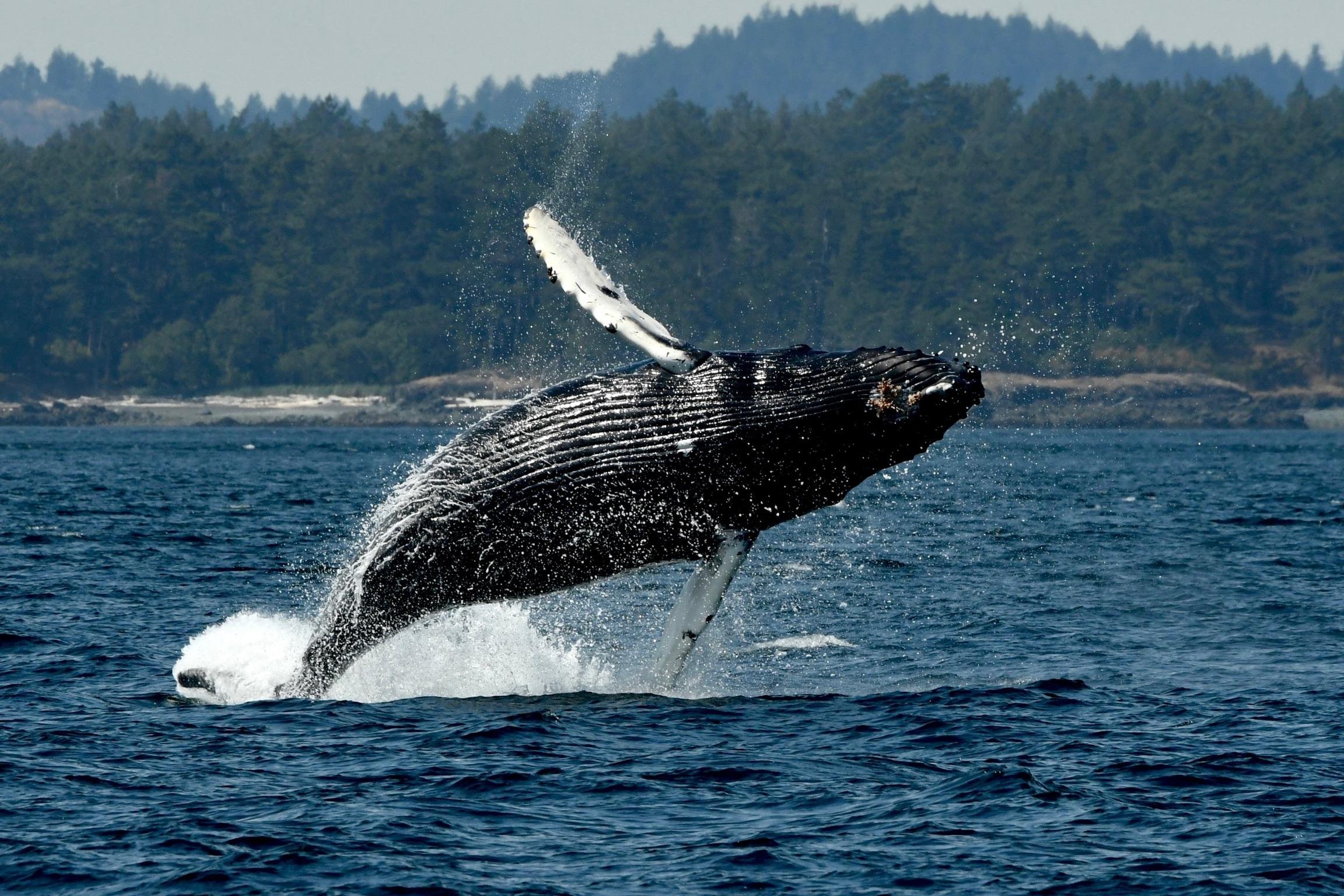 Anacortes Zodiac Whale Watching Expedition