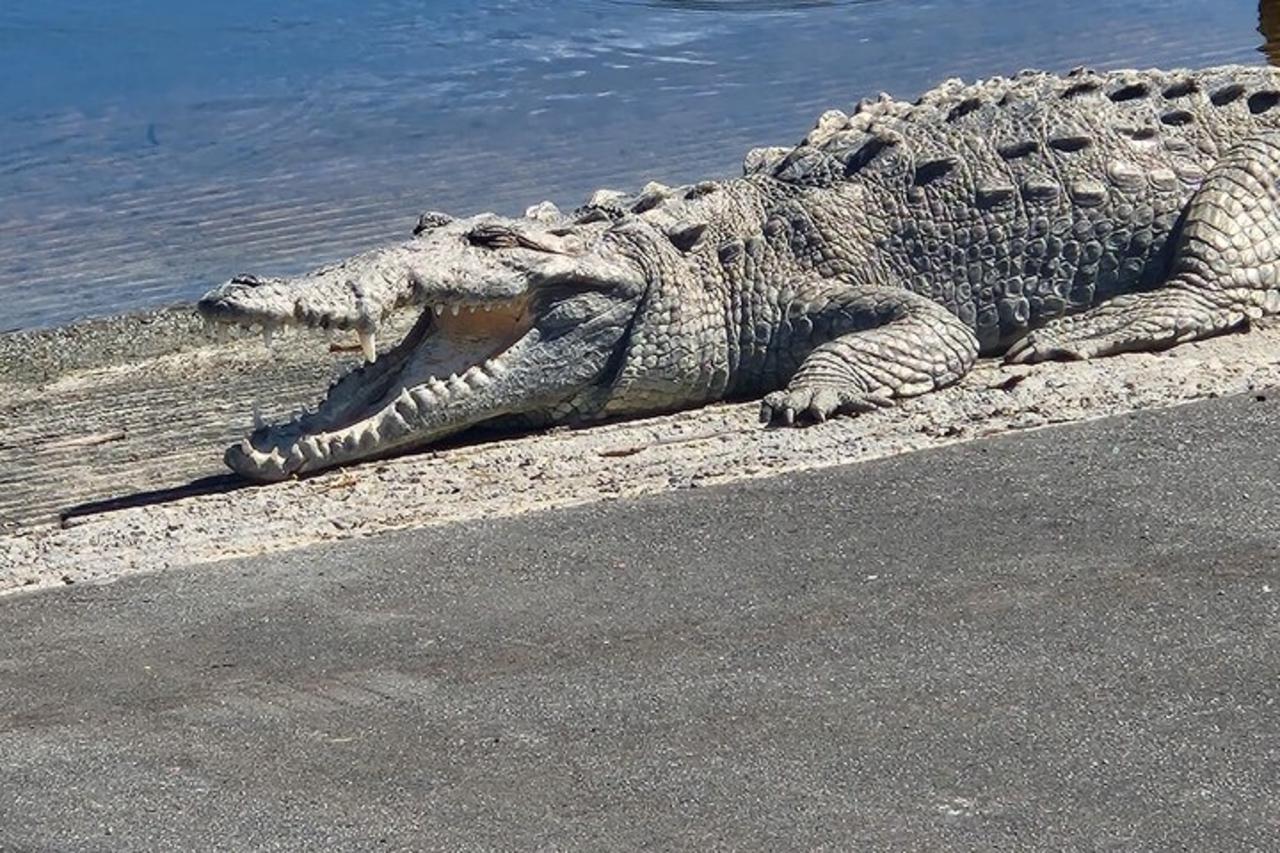Full-Day Everglades Kayaking & Hiking Expedition from Miami