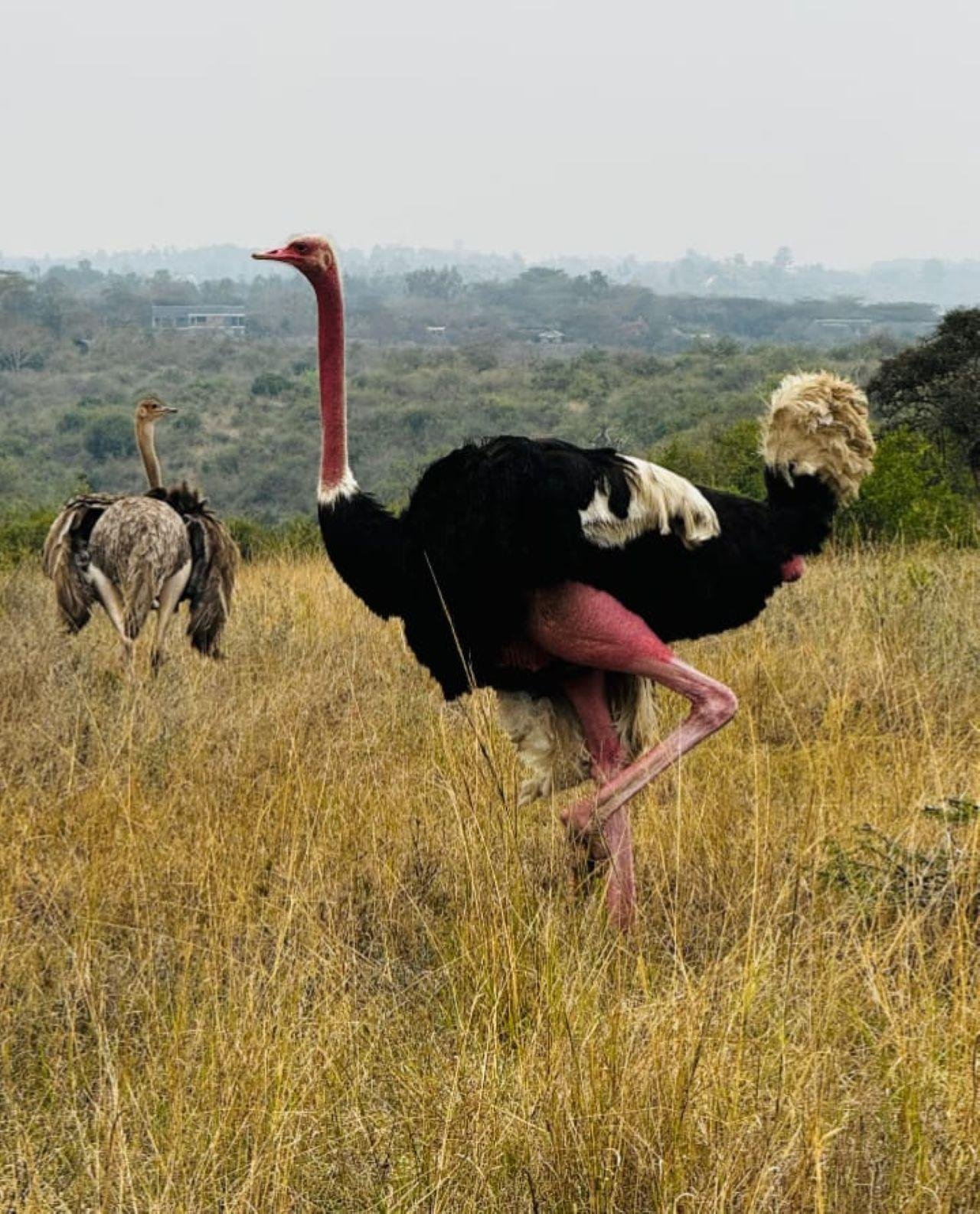 3-Day Maasai Mara Shared Jeep Safari from Nairobi