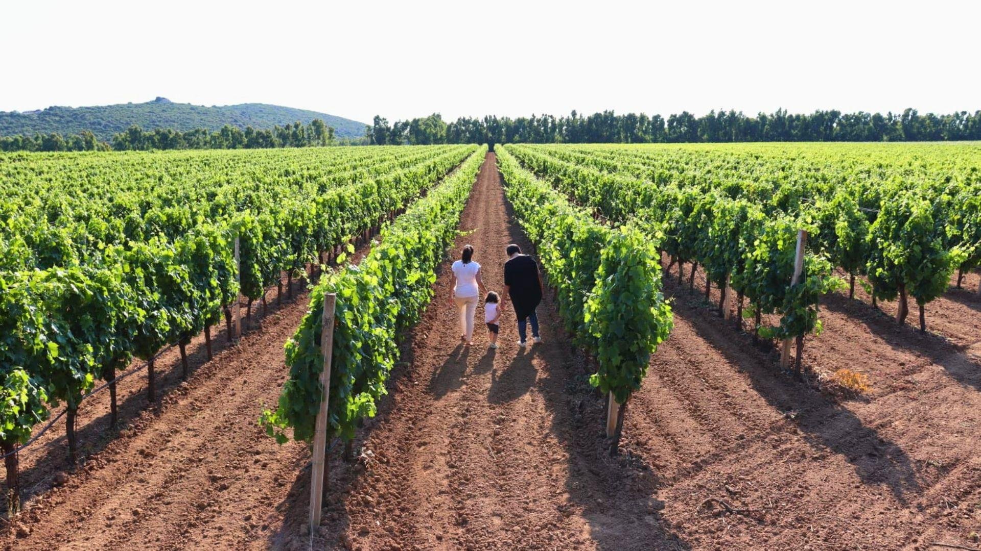 Alghero: Guided Winery Tour with Regional Wine & Food Tasting