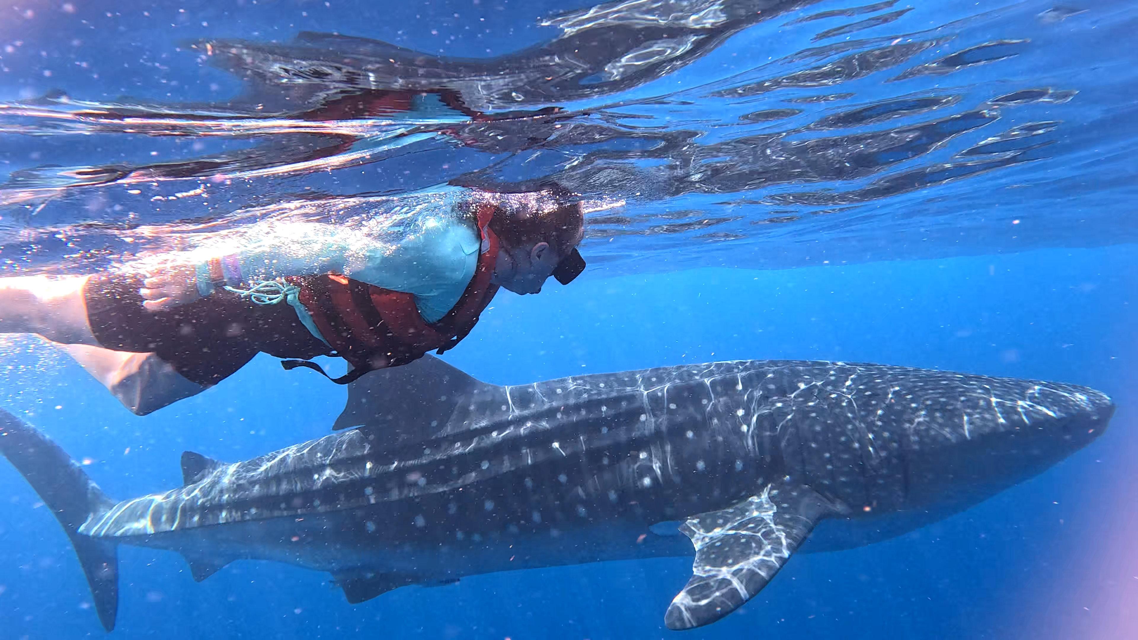 Whale Shark Snorkeling Expedition from Cancun