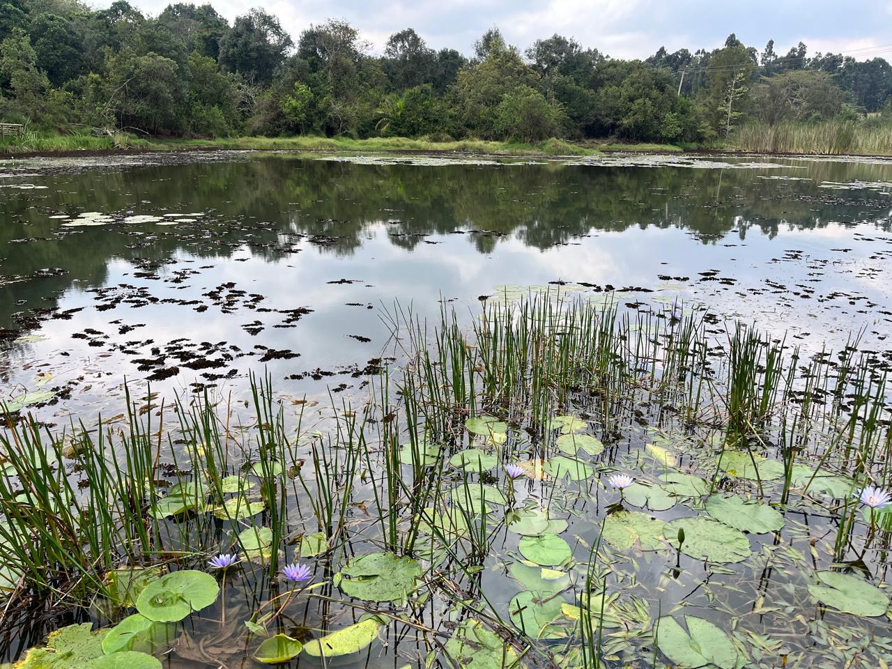 Karura Forest: Immersive Nature & History Walking Tour