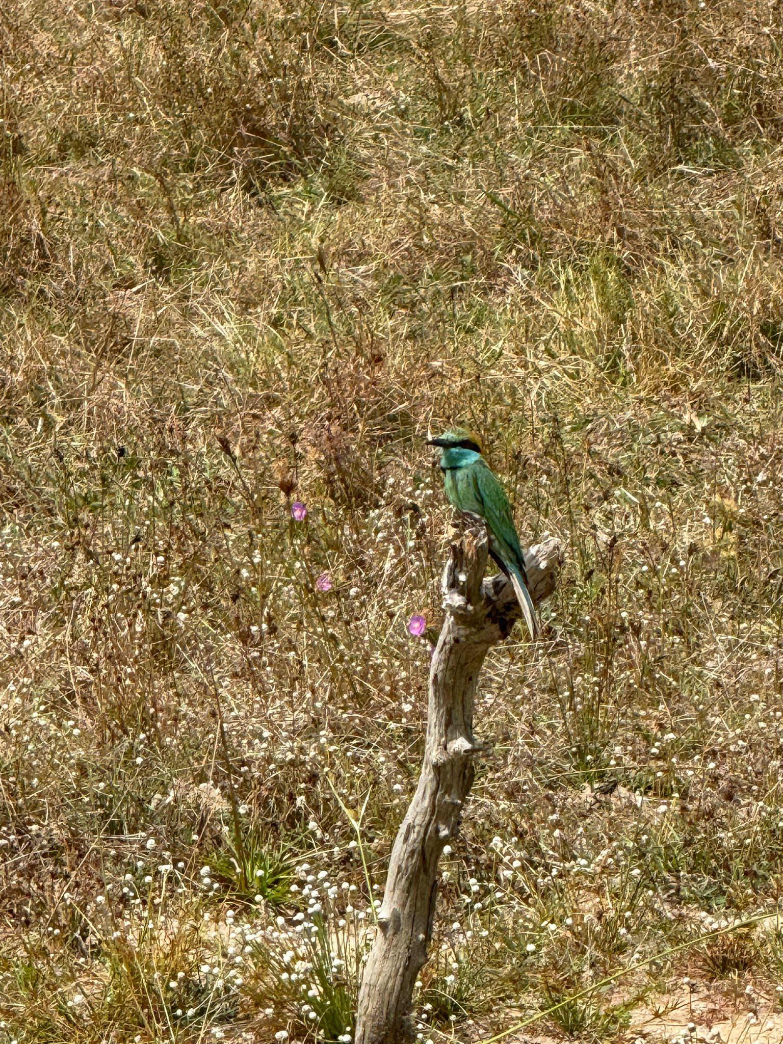 Full-Day Wilpattu National Park Safari from Anuradhapura