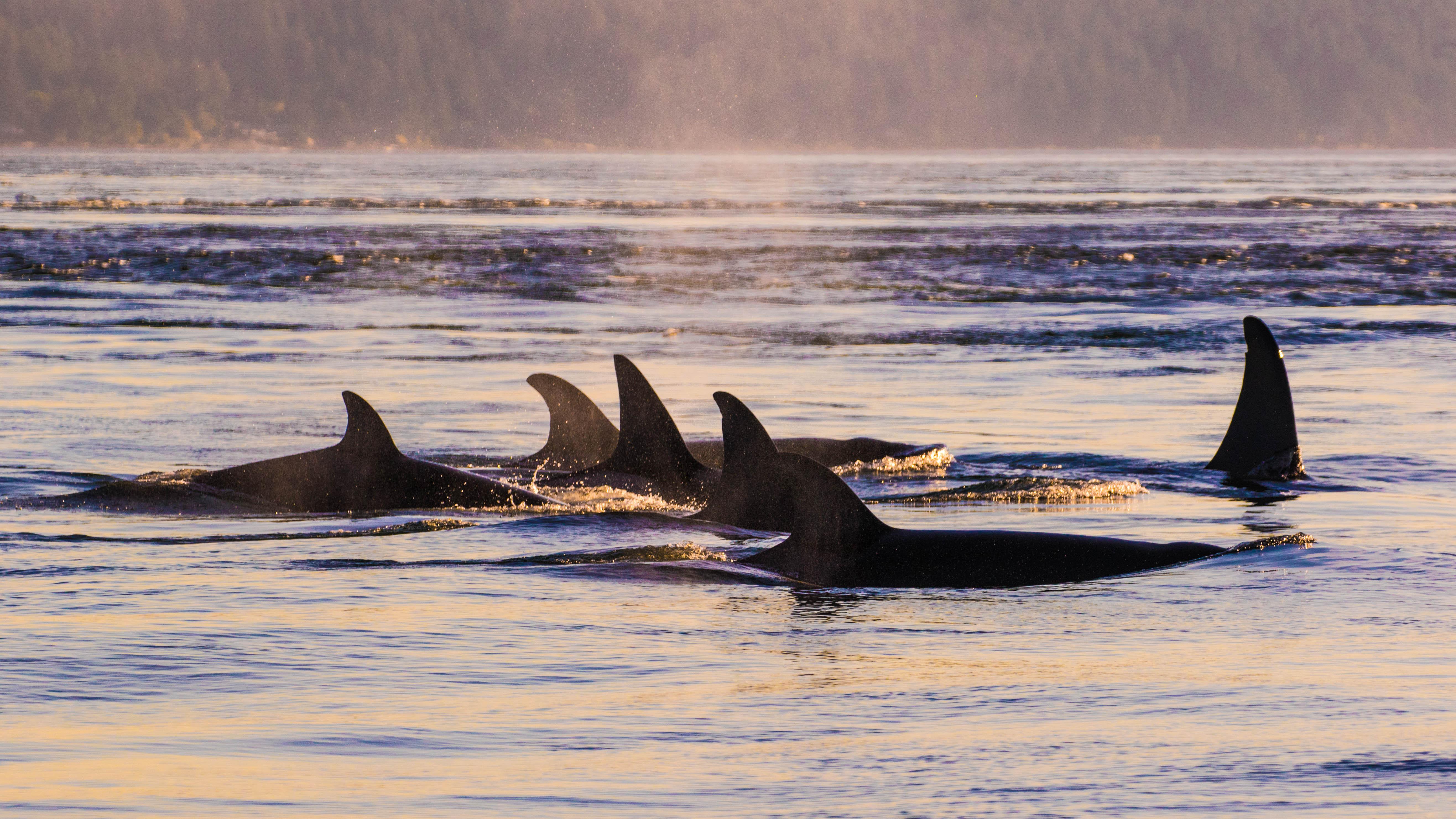 Anacortes Whale & Orca Watching Expedition