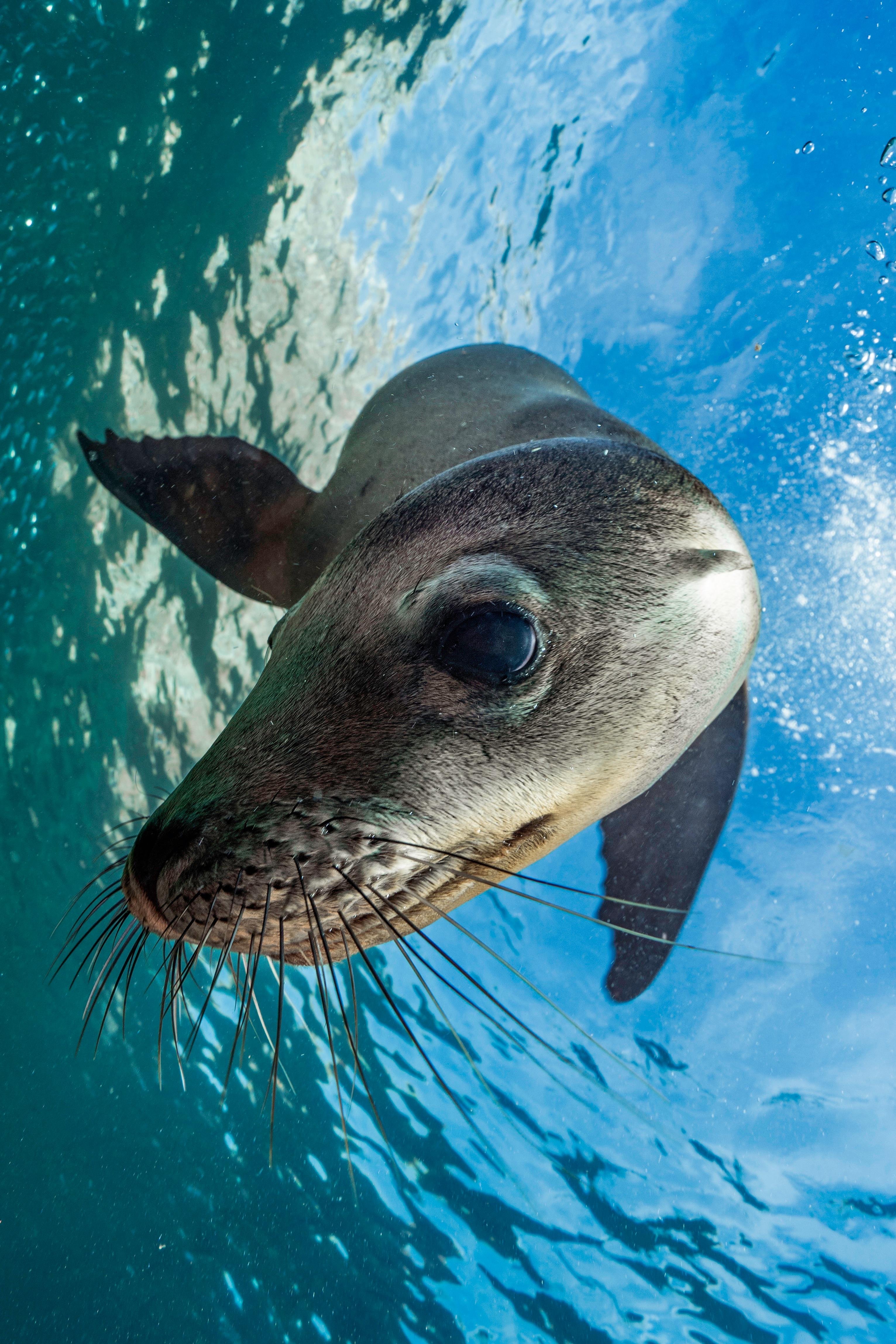 Espiritu Santo Island Sea Lion Snorkeling Expedition