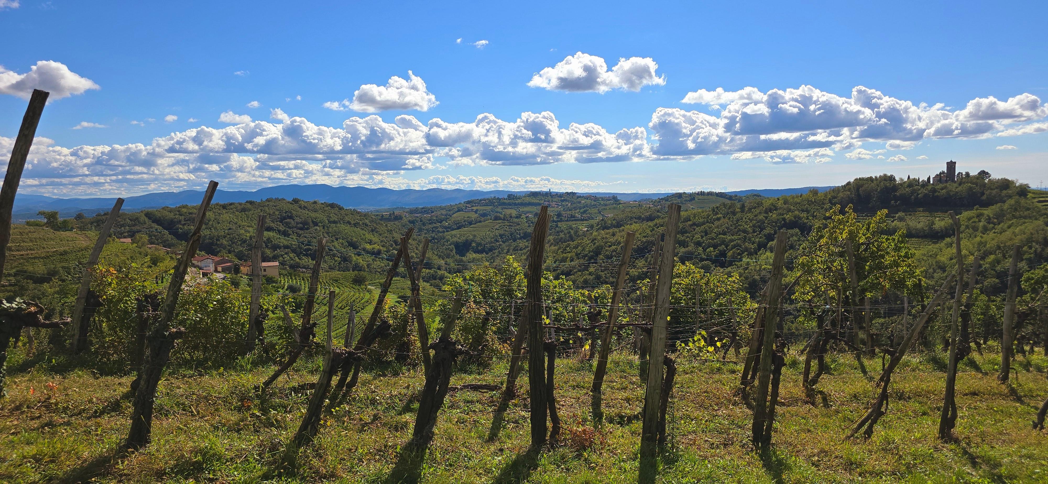 Goriška Brda Wine Estate Experience