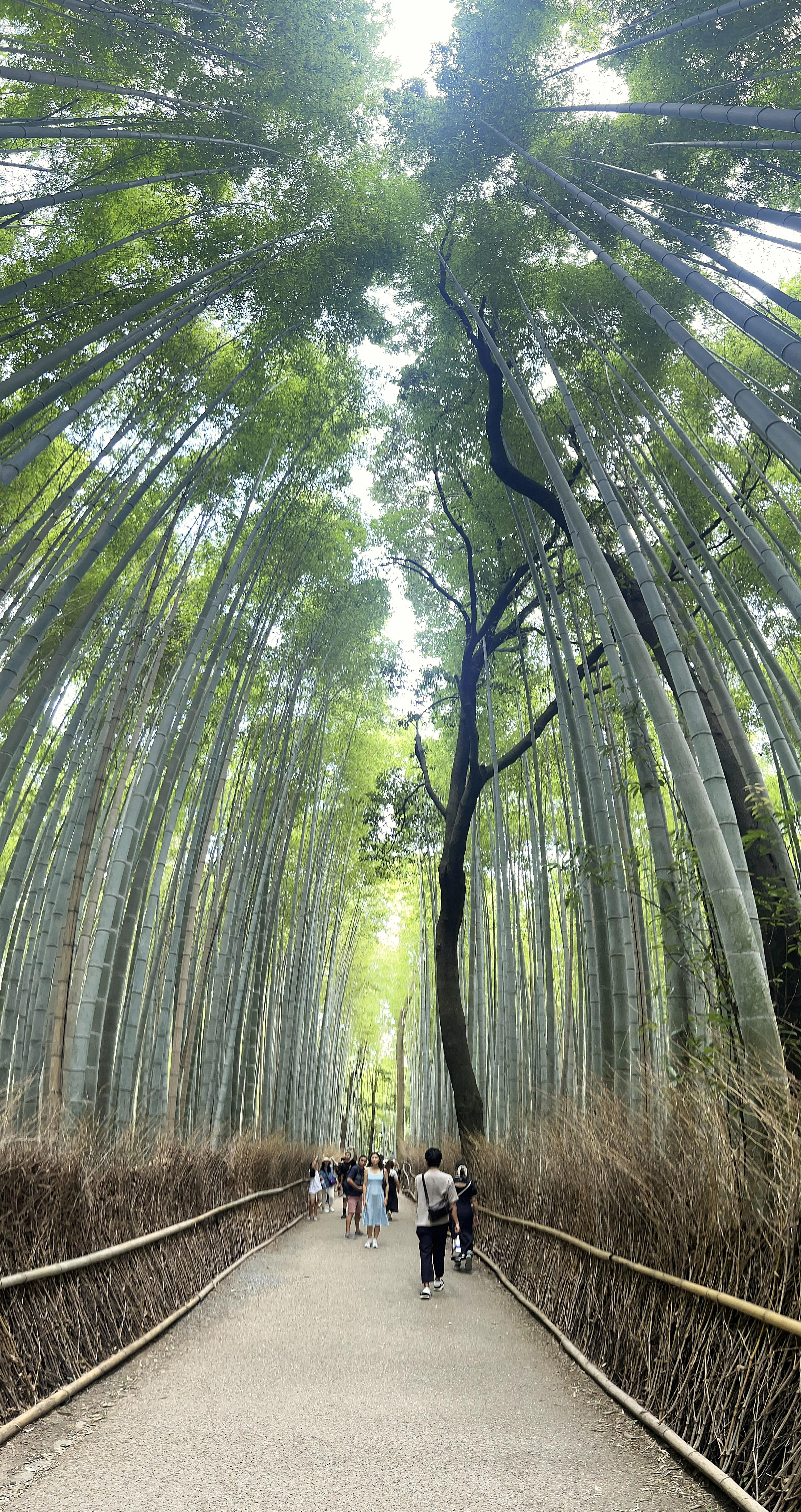 Private Arashiyama & Hidden Temples Tour