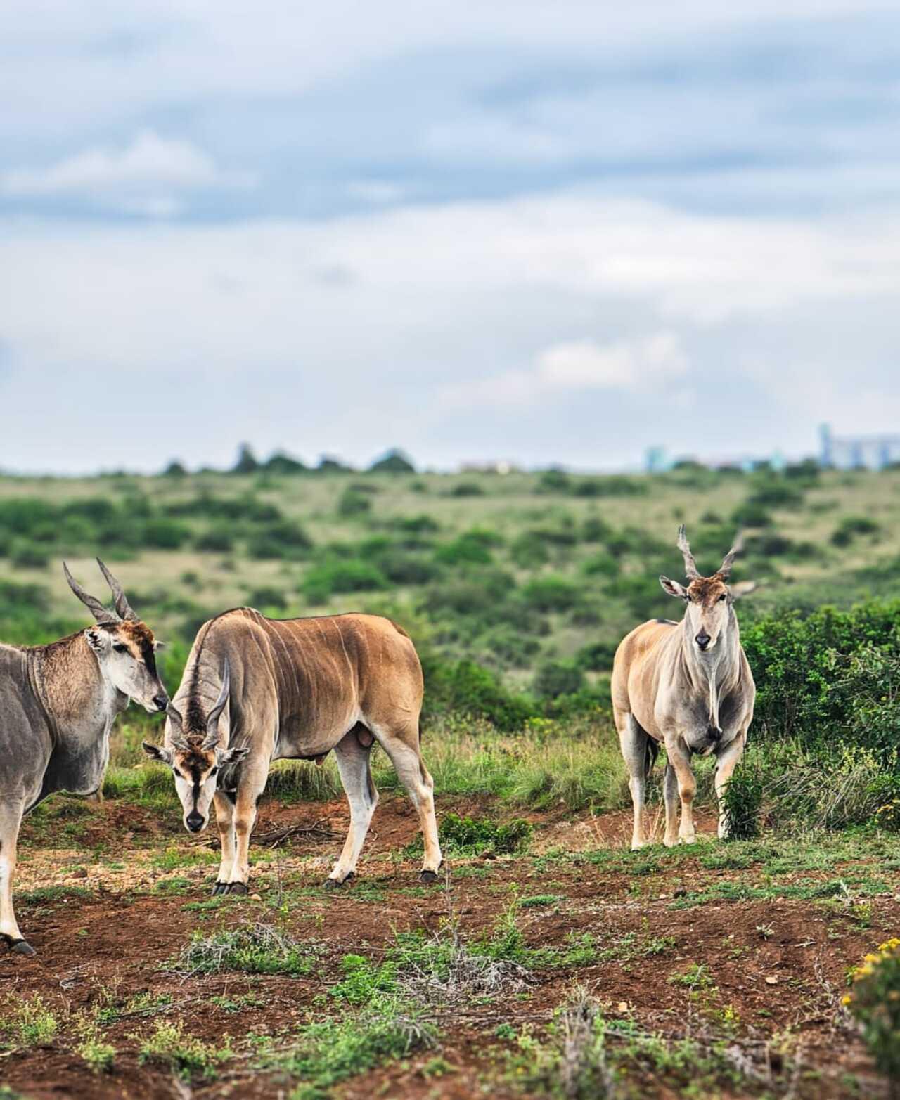 Nairobi National Park 5-Hour 4x4 Wildlife Safari