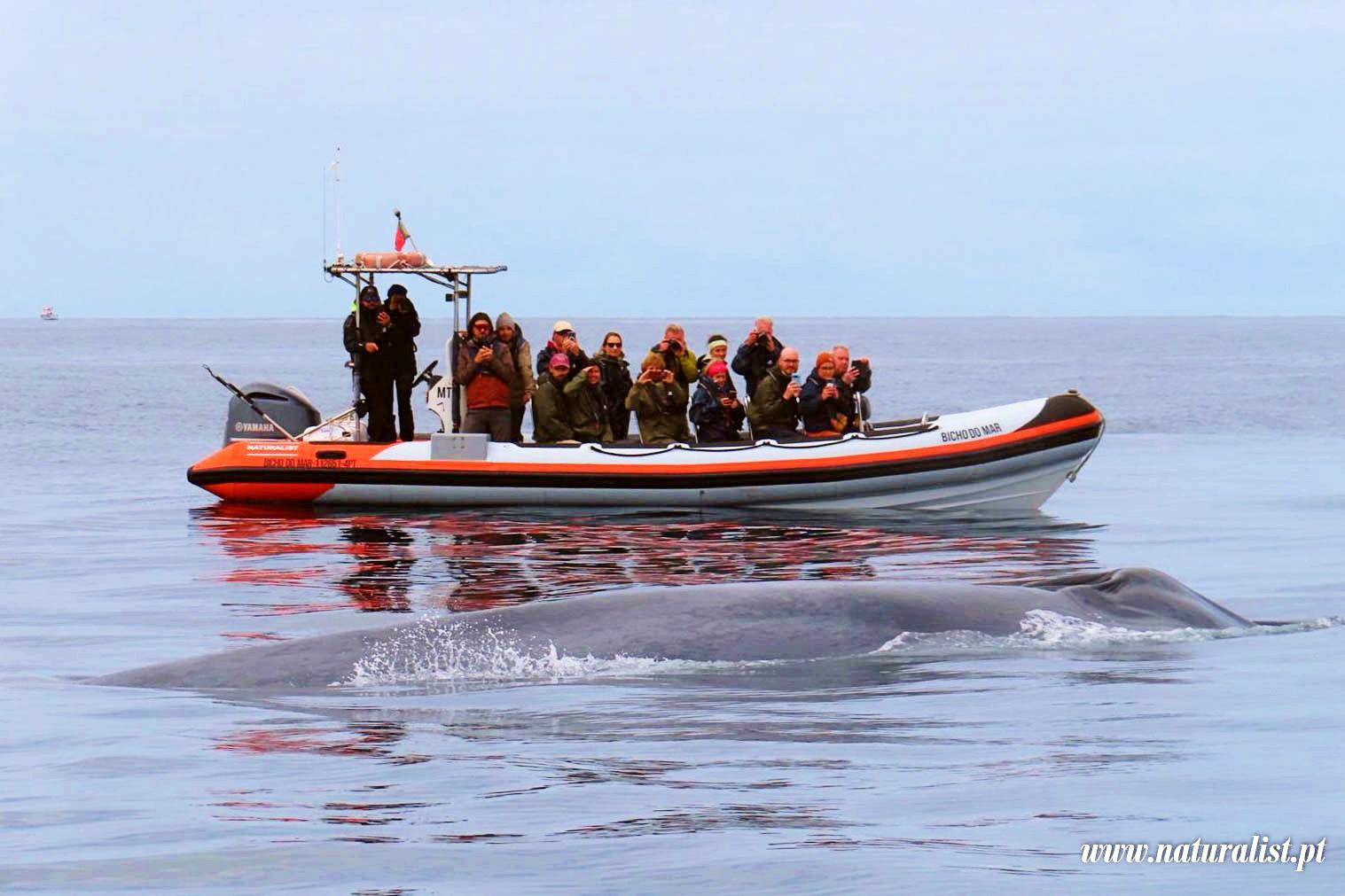Marine Biology Research Whale & Dolphin Boat Tour in Pico