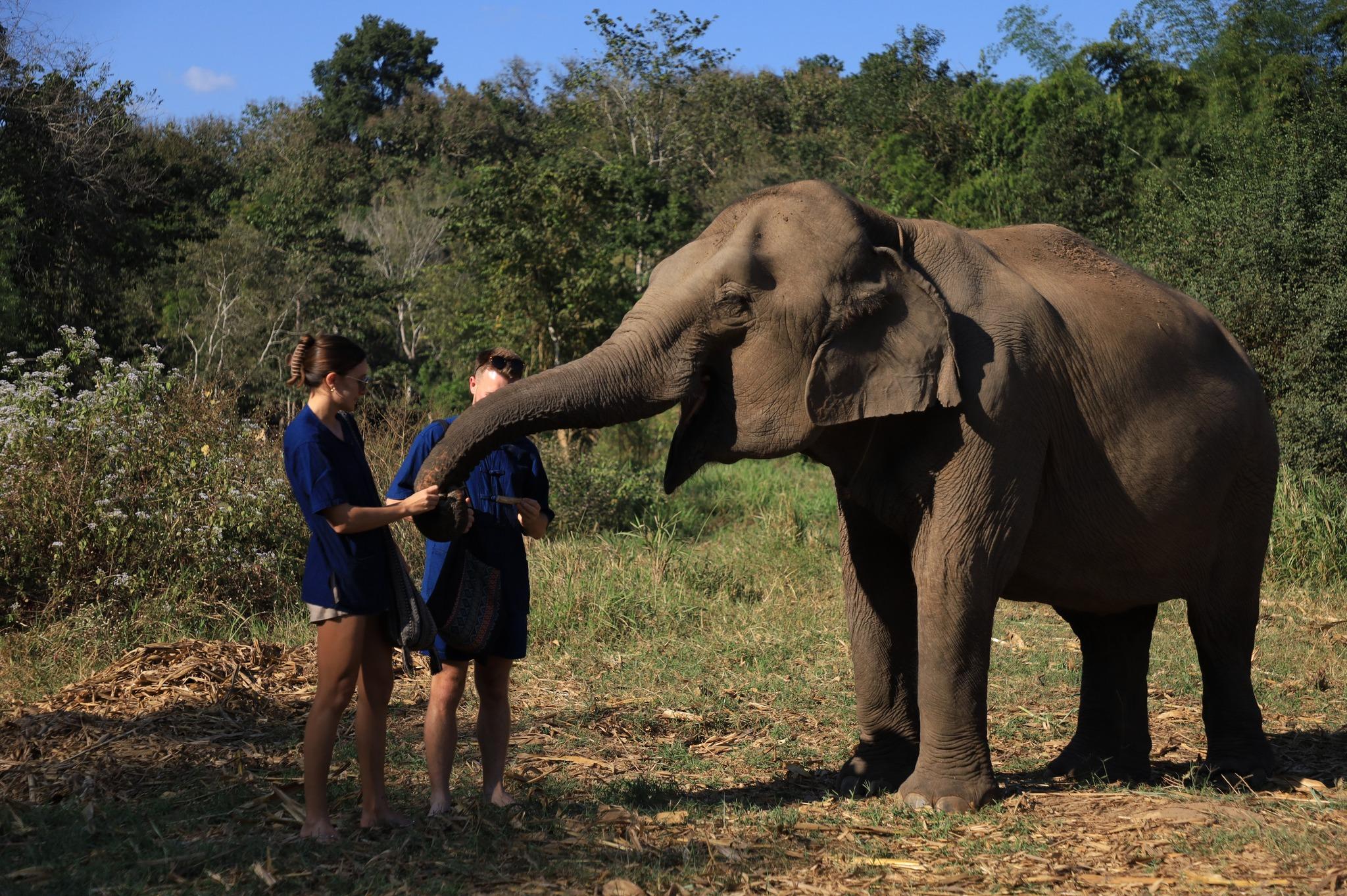Doi Inthanon Summit & Elephant Sanctuary Day Trip