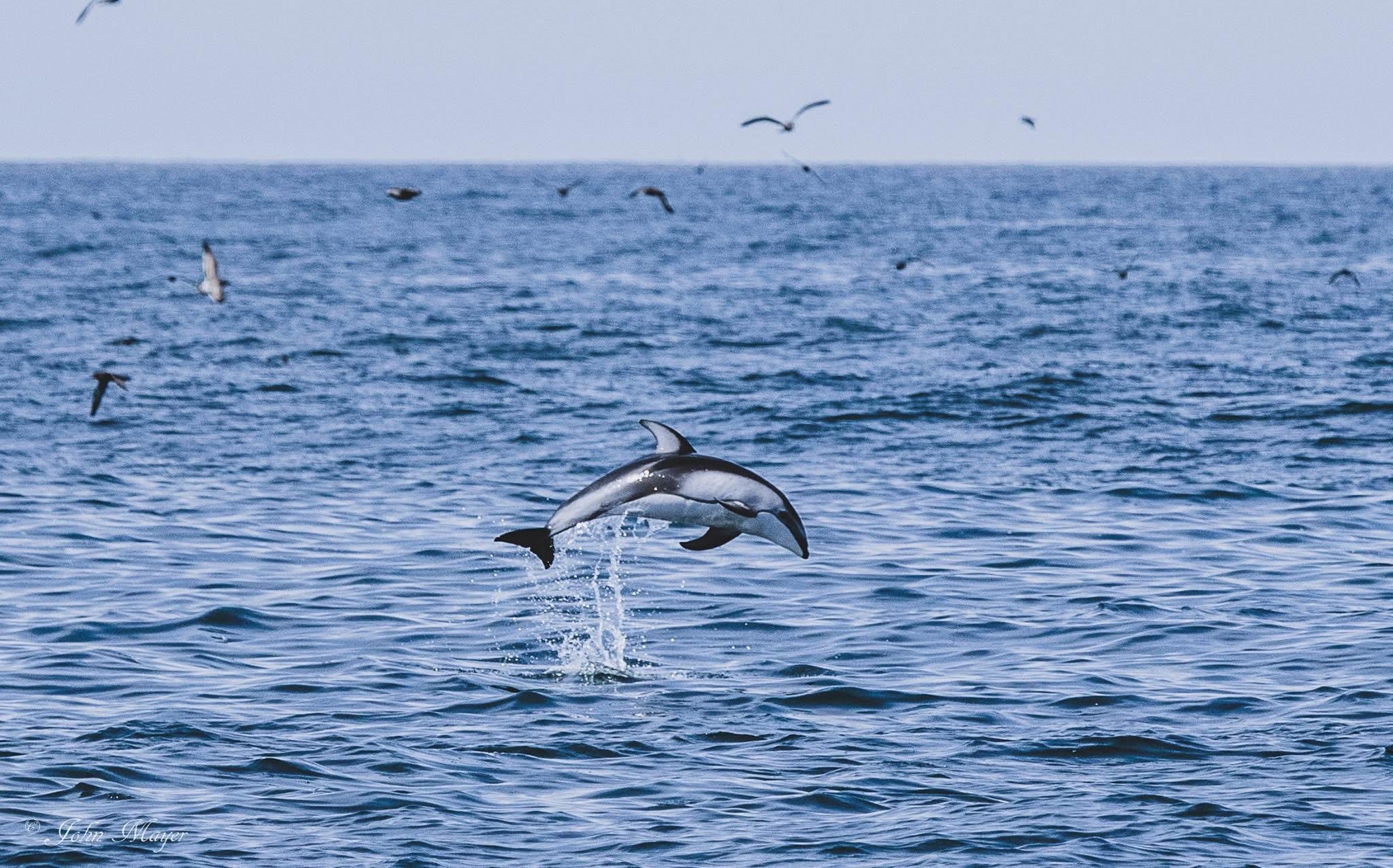 A dolphin leaping with seabirds overhead