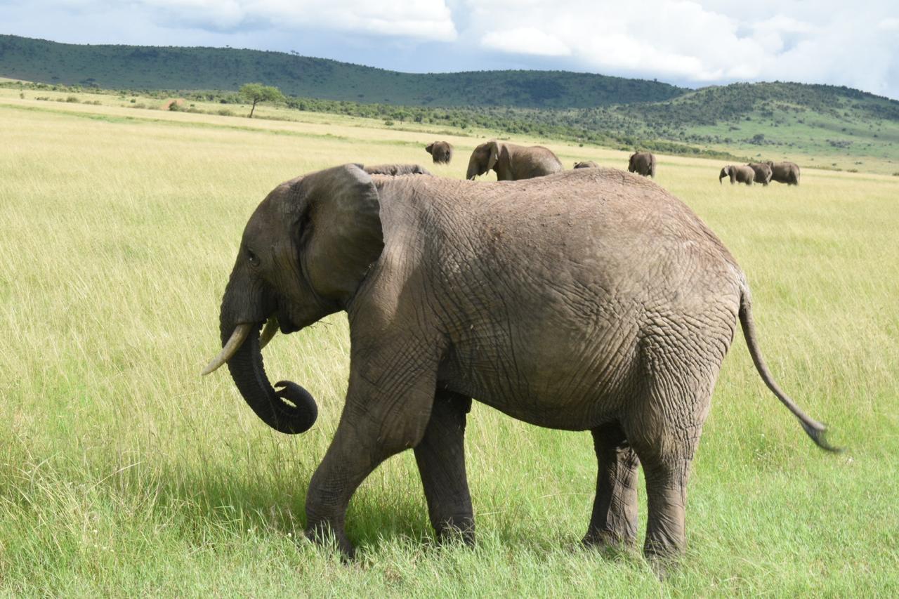 3-Day Maasai Mara Safari by 4WD Landcruiser from Nairobi