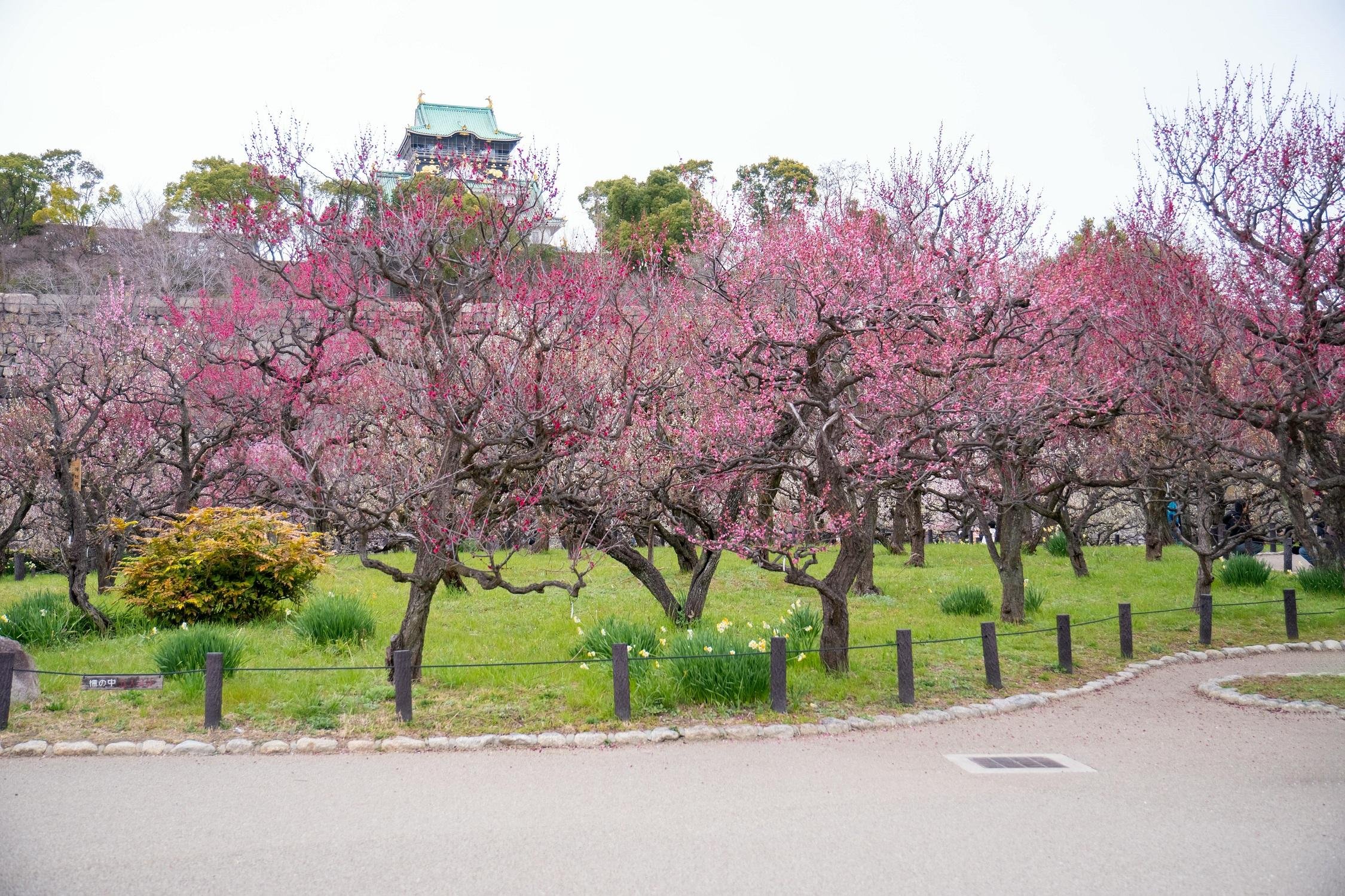 Osaka Castle & Samurai Heritage Walking Tour
