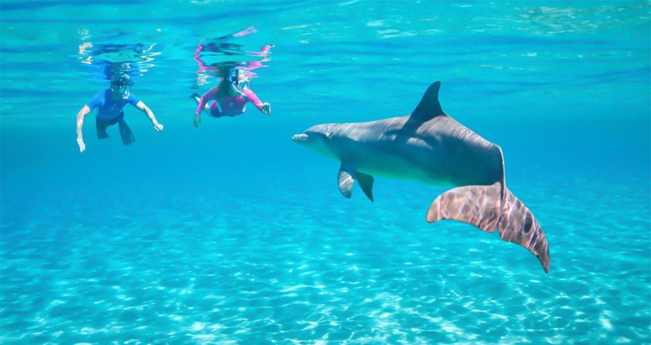 Red Sea Dolphin Watch & Snorkel Cruise