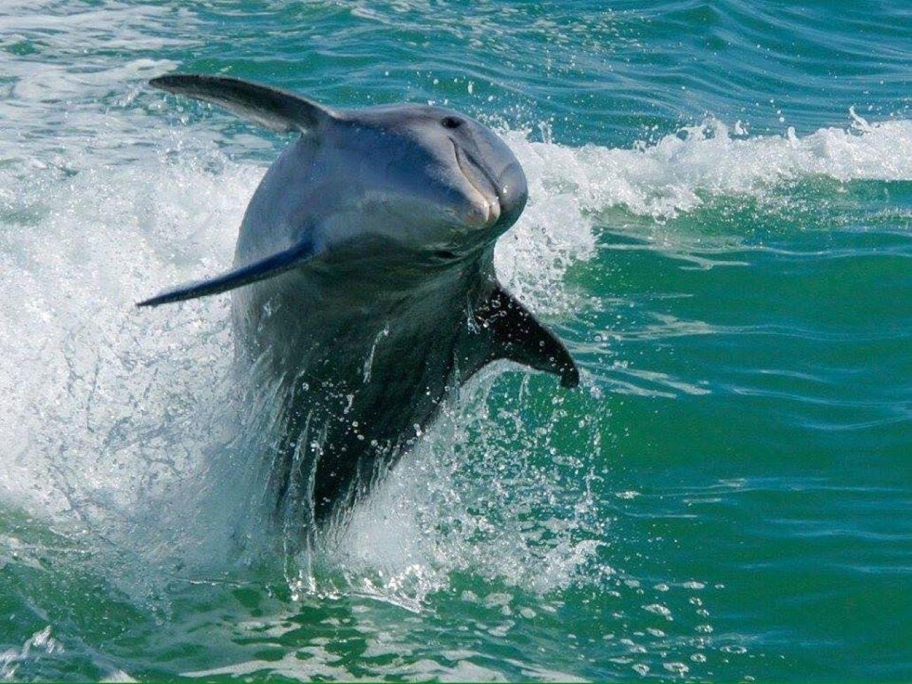 Egmont Key Snorkeling & Dolphin Watching Cruise