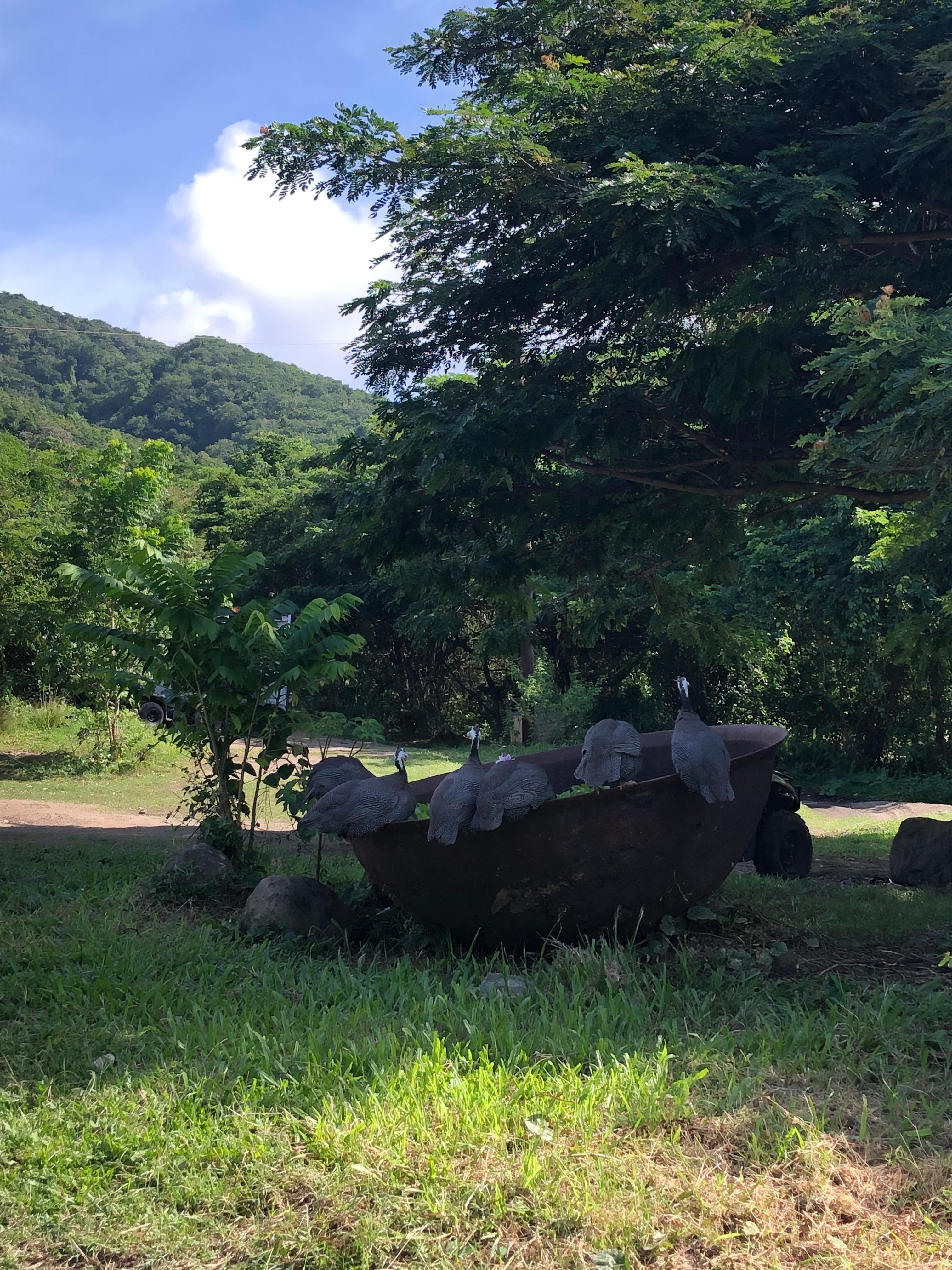Wingfield Rainforest & Romney Manor Heritage Tour