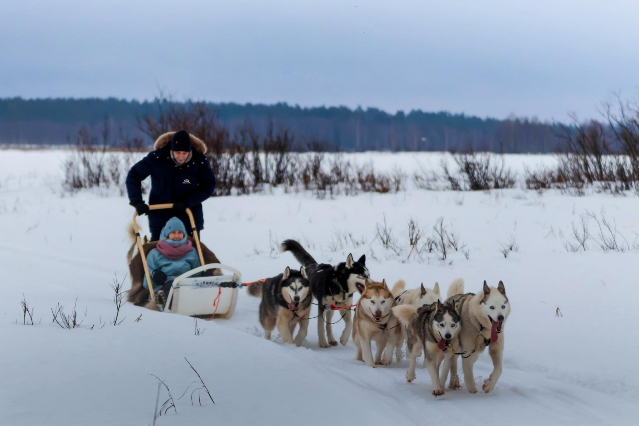 Rovaniemi Husky Safari: Drive Your Own Team & Lapland BBQ