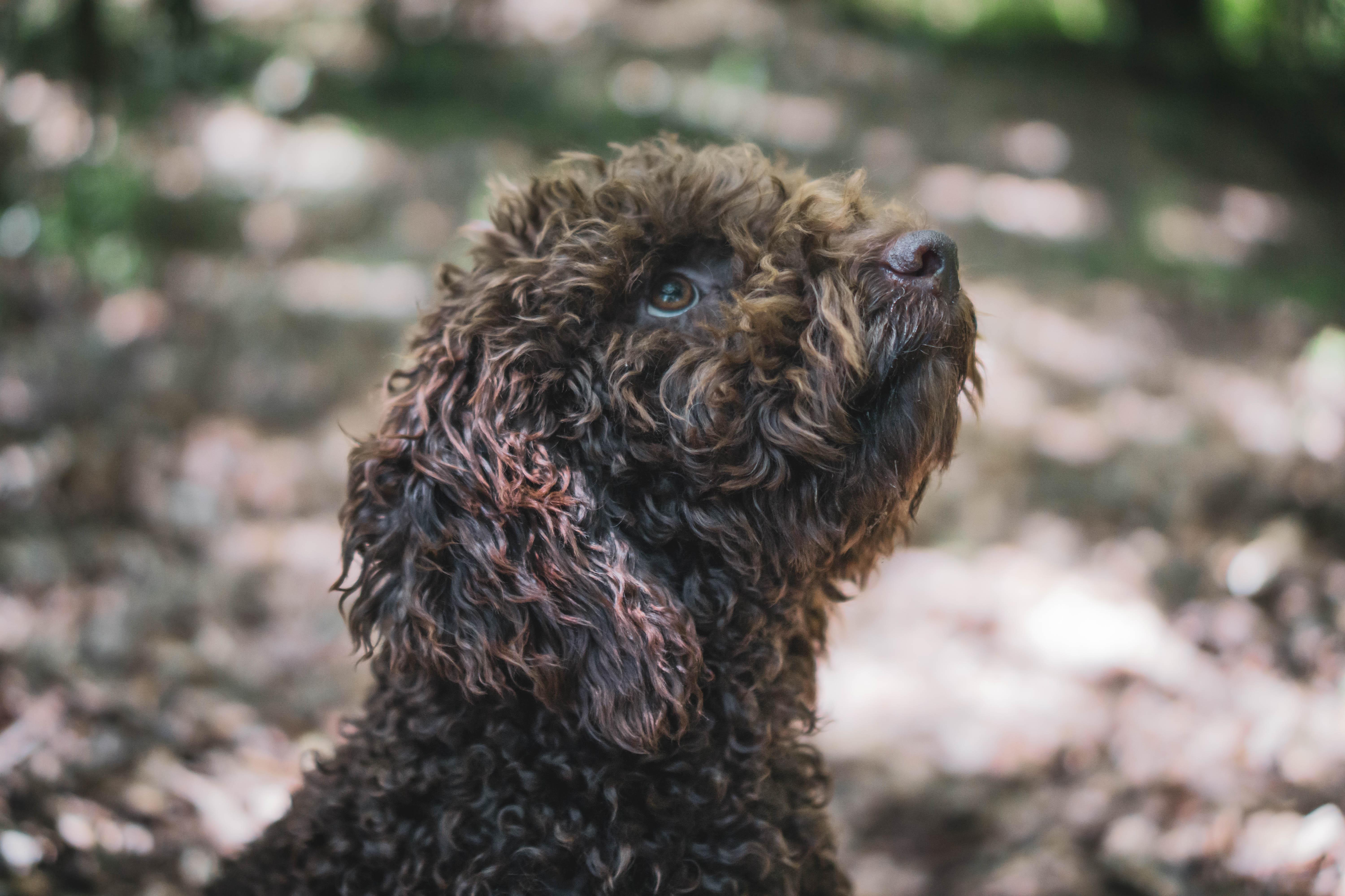 truffle hunting in Tuscany — photo 7