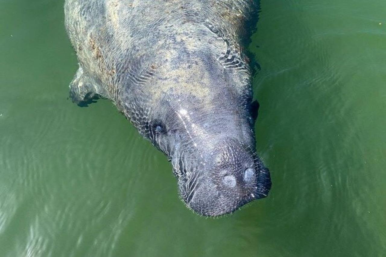 Full-Day Everglades Kayaking & Hiking Expedition from Miami