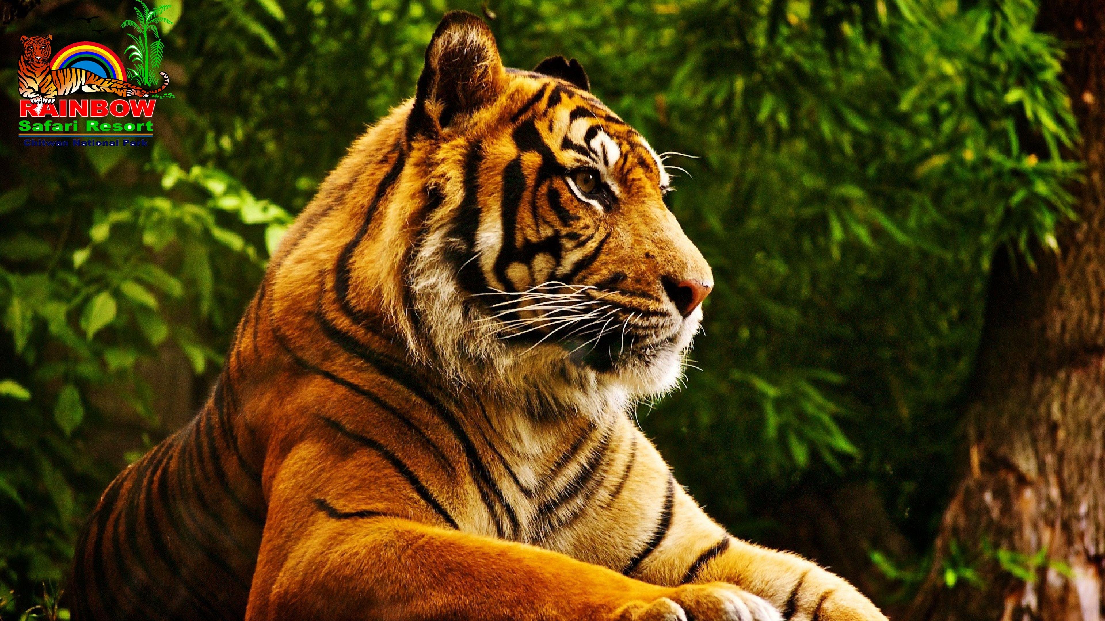 Chitwan Jungle Safari: 3-Day Wildlife & Culture Adventure