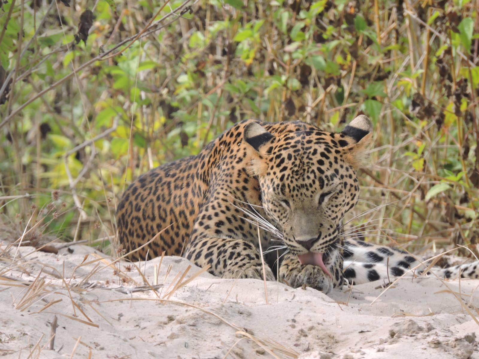 Full-Day Wilpattu National Park Leopard Safari from Anuradhapura