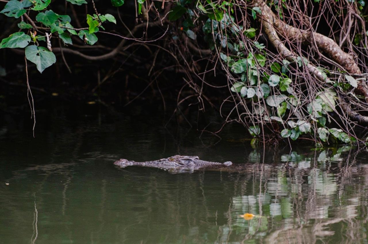 Daintree River Wildlife Cruise